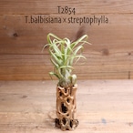 【送料無料】balbisiana × streptophylla〔エアプランツ〕現品発送T2854