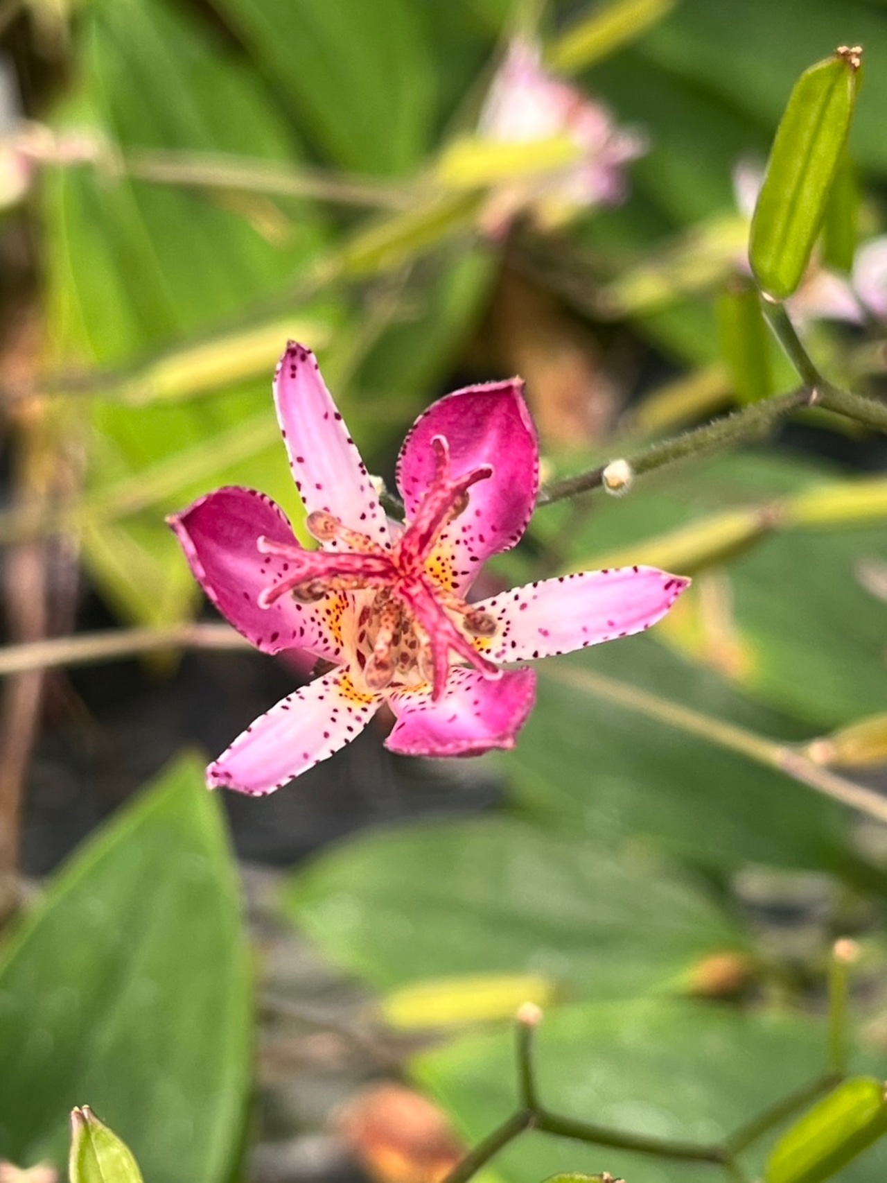 ホトトギス ベニフジ(杜鵑 紅富士)7,5cm〜9cmポット【山野草】【タイワンホトトギス】の画像01