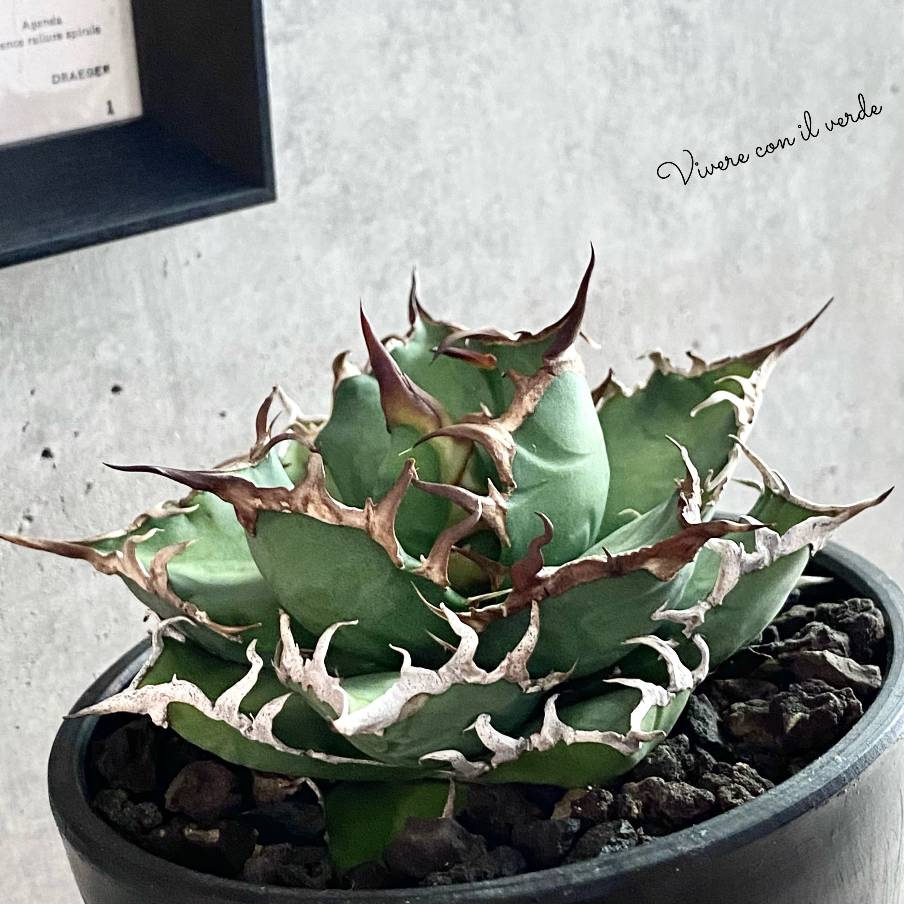 agave titanota fo-076 caesar /アガベ チタノタ fo-076 シーザー  【観葉植物】【多肉植物】【インテリア】【美株】【鉢込み発送】【発根済み】