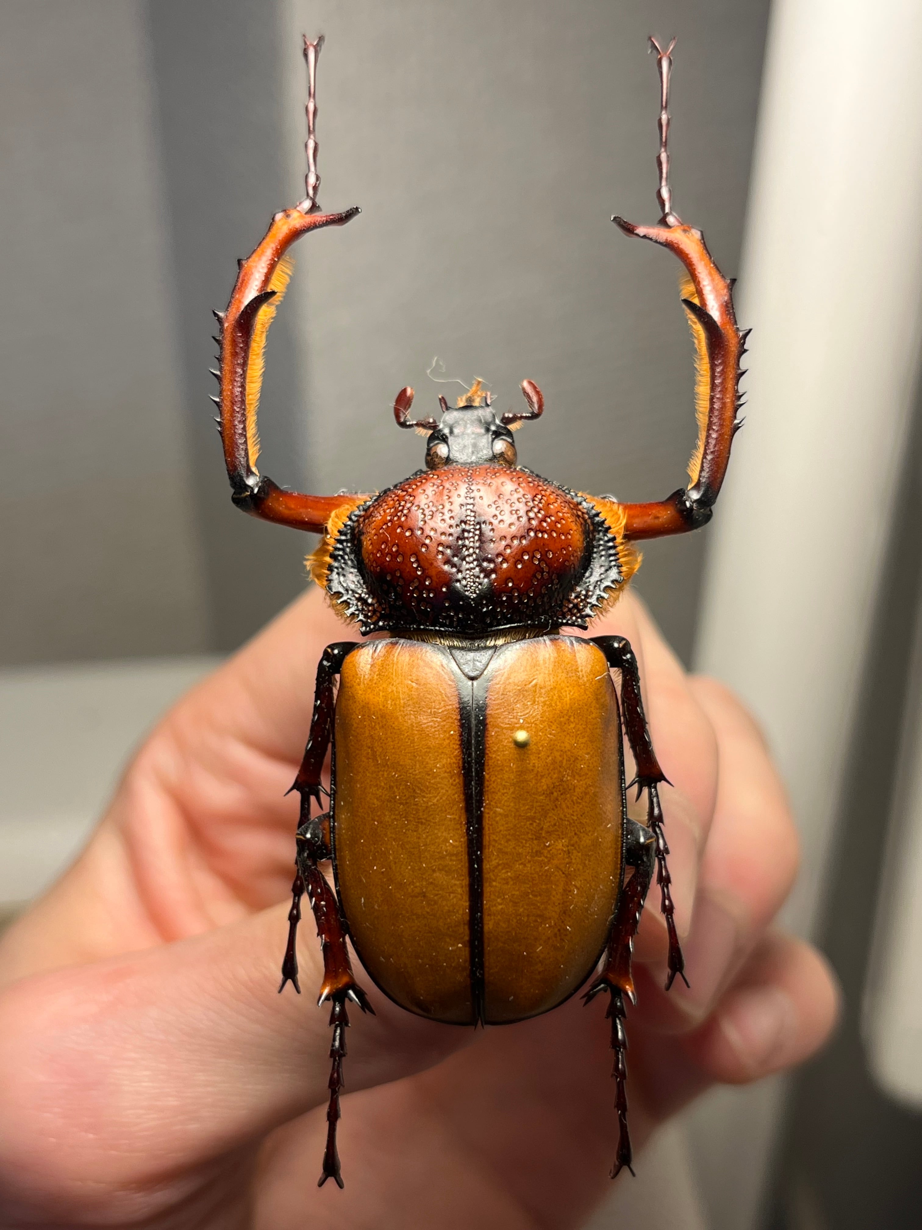 【49mm♂】ダビディヒメテナガコガネ 標本テナガカミキリ昆虫標本 甲虫 49mm♂】ダビディヒメテナガコガネ 標本テナガカミキリ昆虫標本 甲虫
