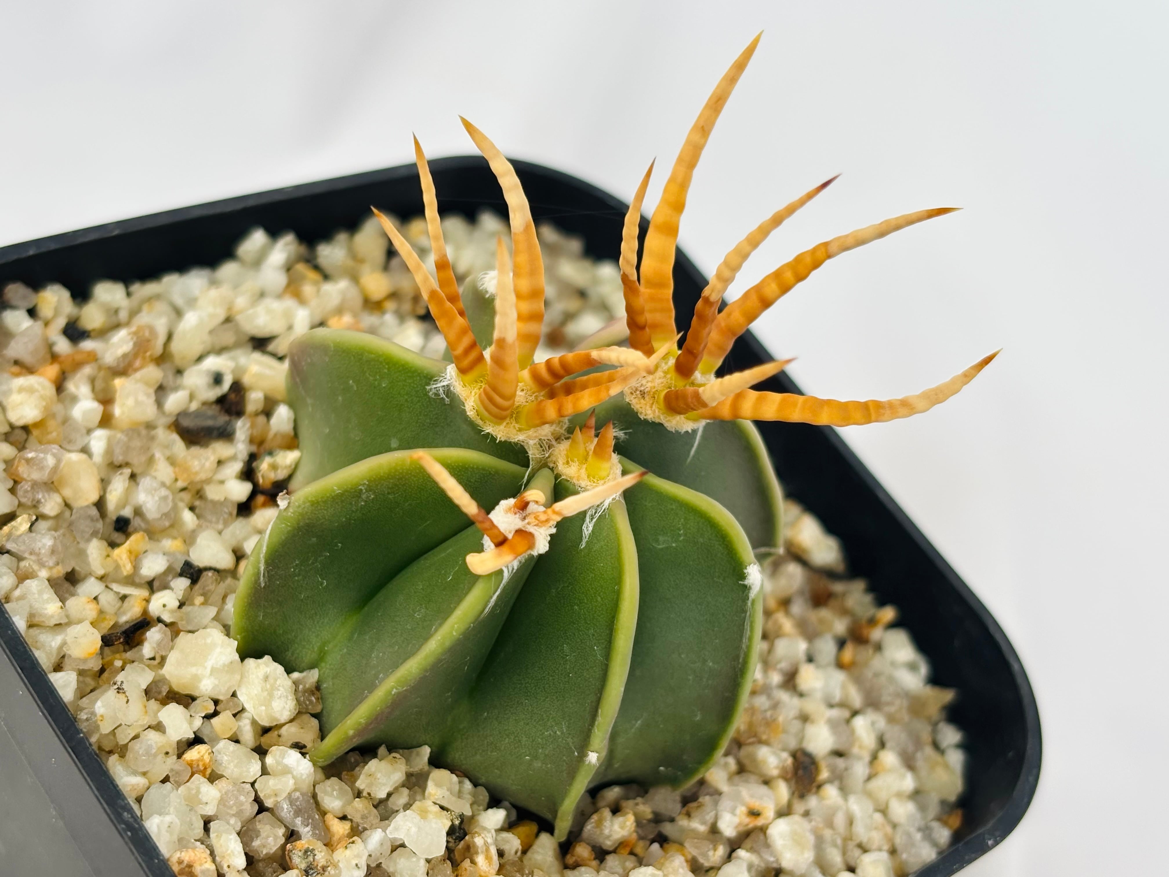 Astrophytum capricorne v. crassispinum アストロフィツム 水牛大鳳玉