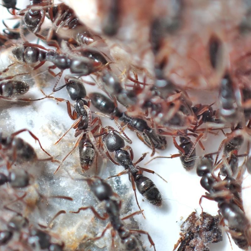オオハリアリ｜女王1匹以上｜コロニー｜Brachyponera chinensis | あり