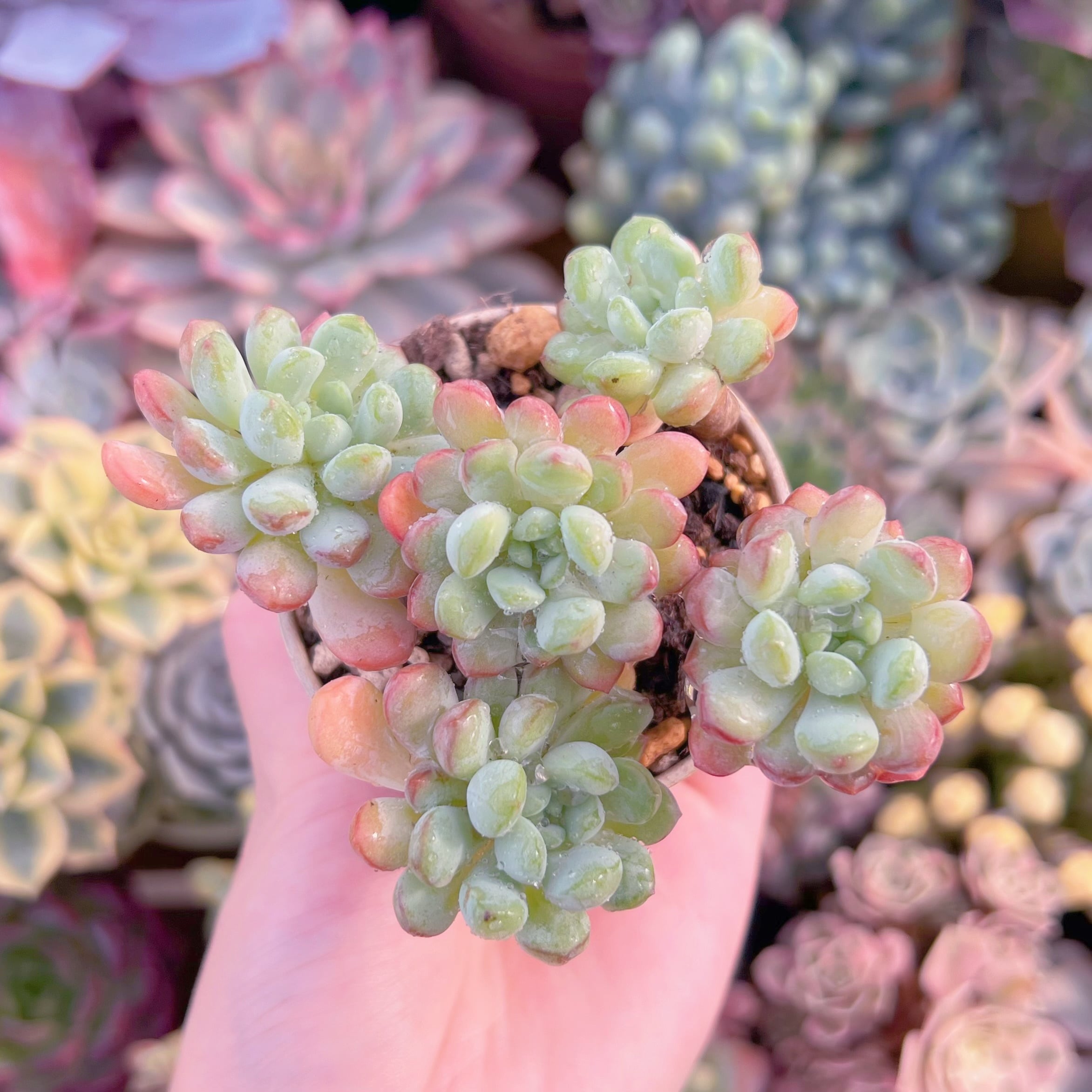 現品　萌豆#A71　群生　るる農園