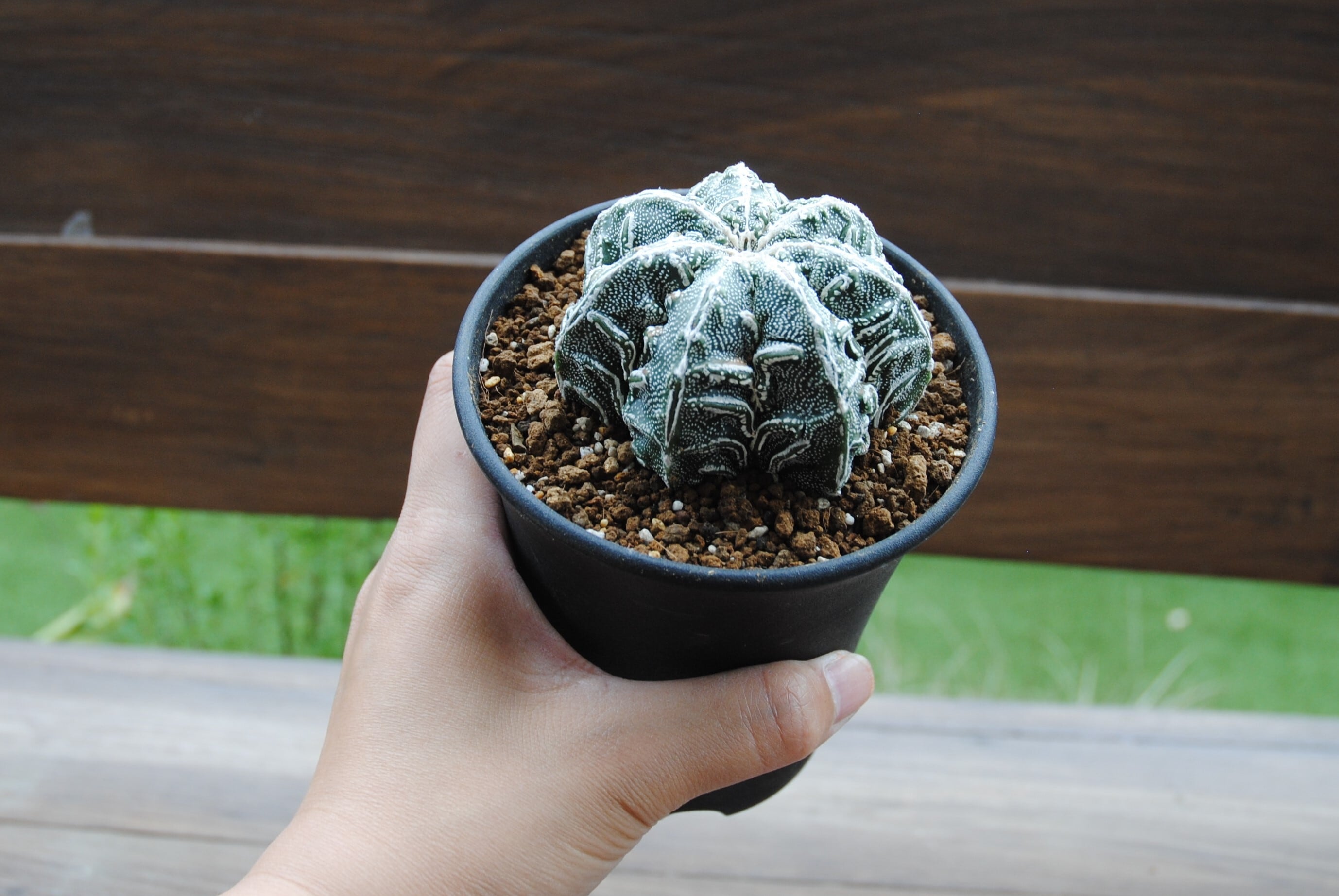 Astrophytum sp. アストロフィツム 盤石 ランポー玉 サボテン Astrophytum sp. アストロフィツム 盤石 ランポー玉 サボテン