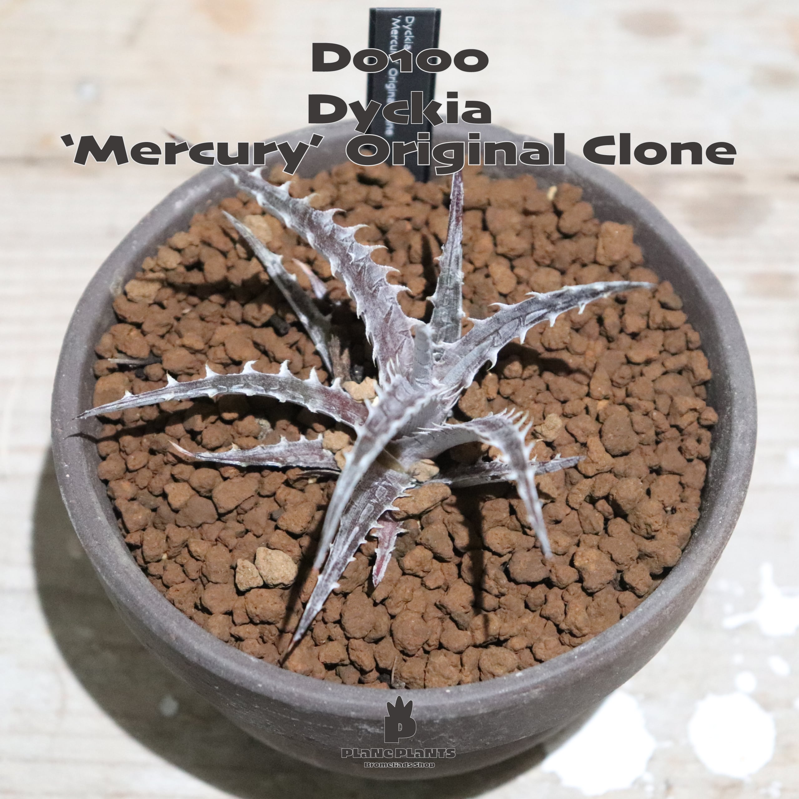 送料無料】'Mercury' Original Clone《未発根株》〔ディッキア〕現品