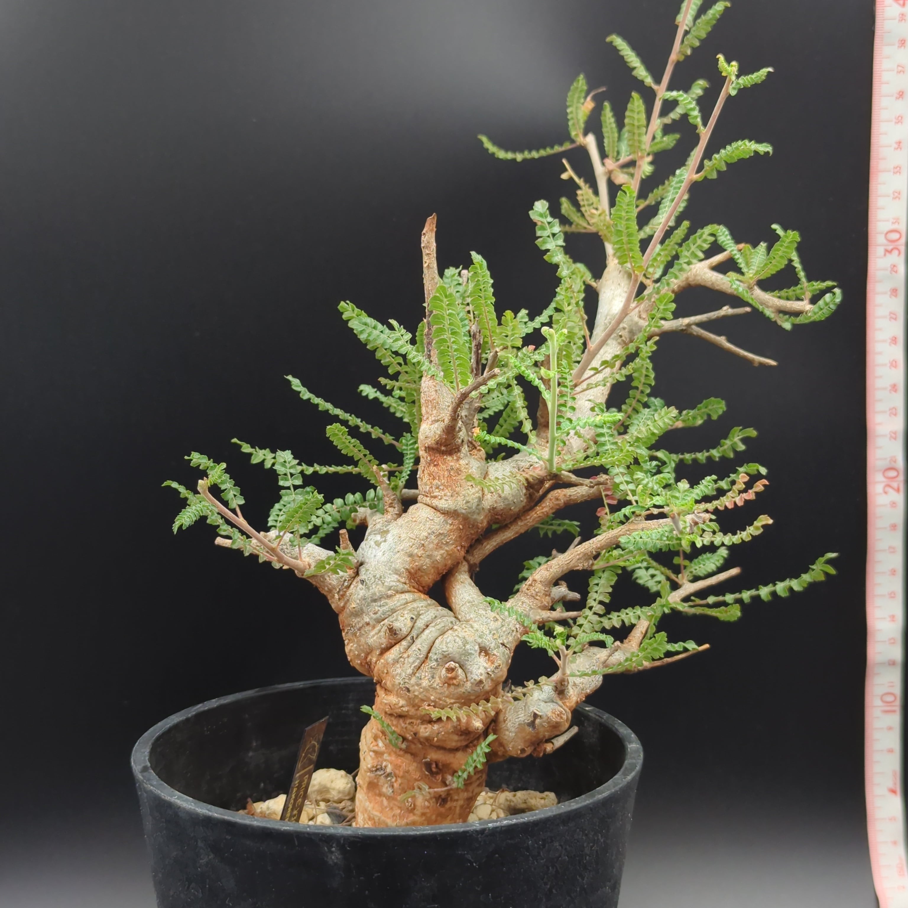ボスウェリア　ネグレクタ発根済み、鉢つきです！ ボスウェリア・ネグレクタ (Boswellia neglecta) 発根済・現地球