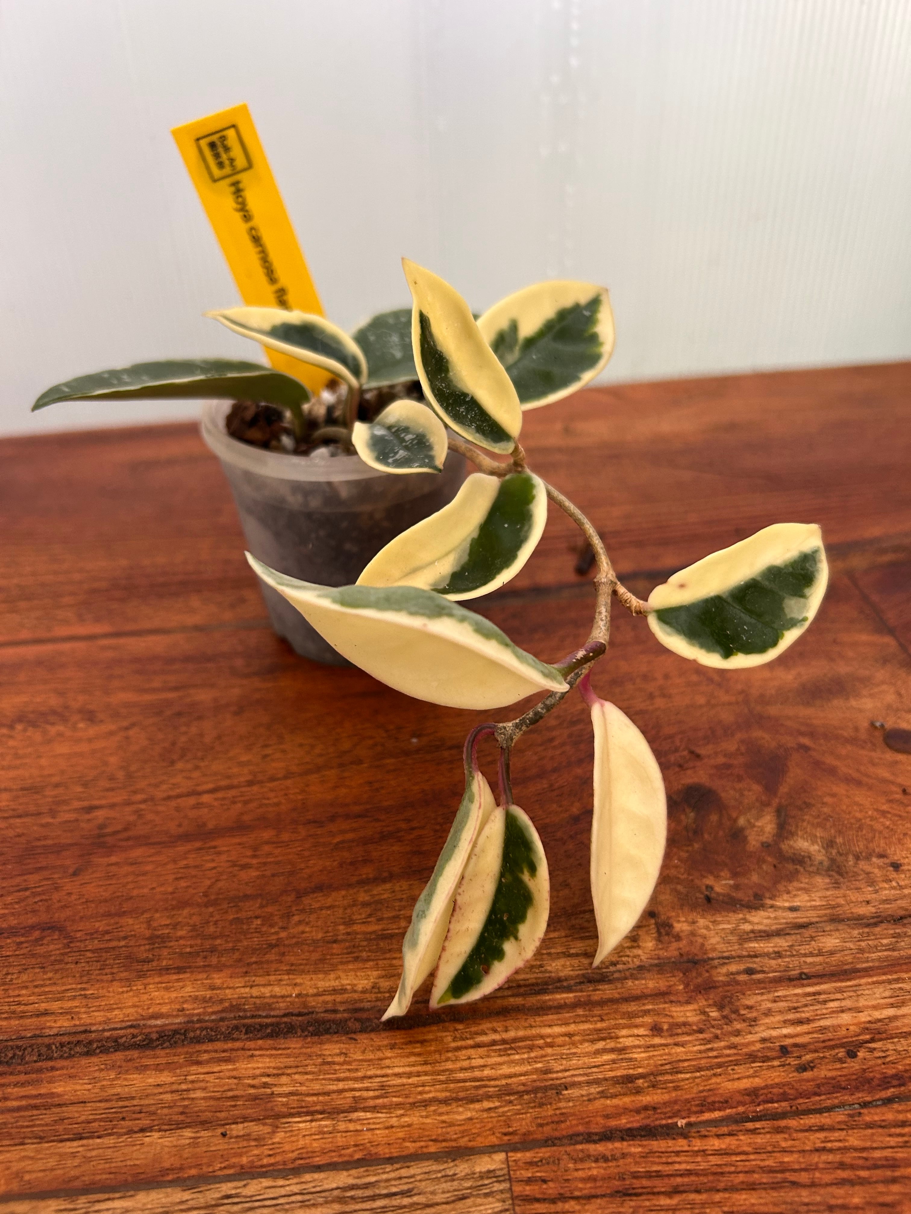 Hoya | BALI-AN 園芸