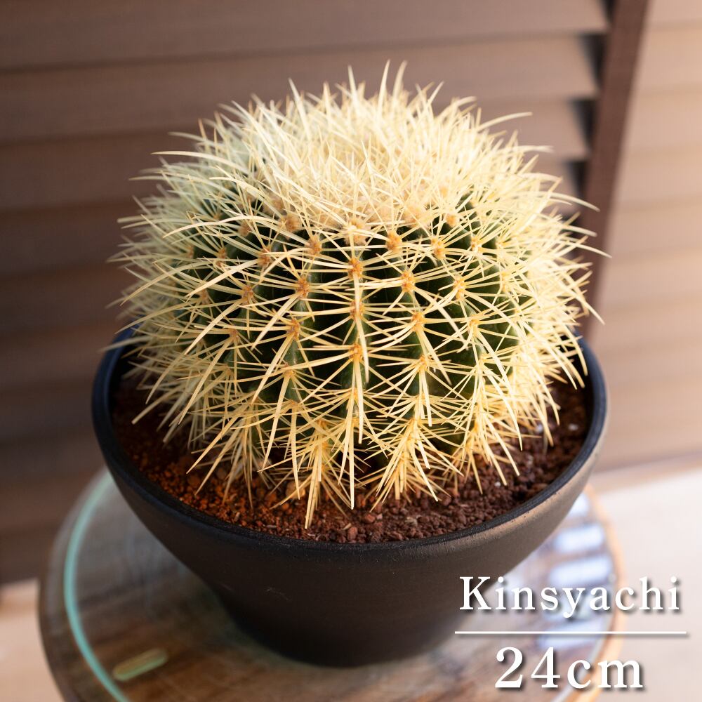 最大級 大株 ガジュマルの木 8号 観葉植物 ガジュマル 多幸の木 樹脂
