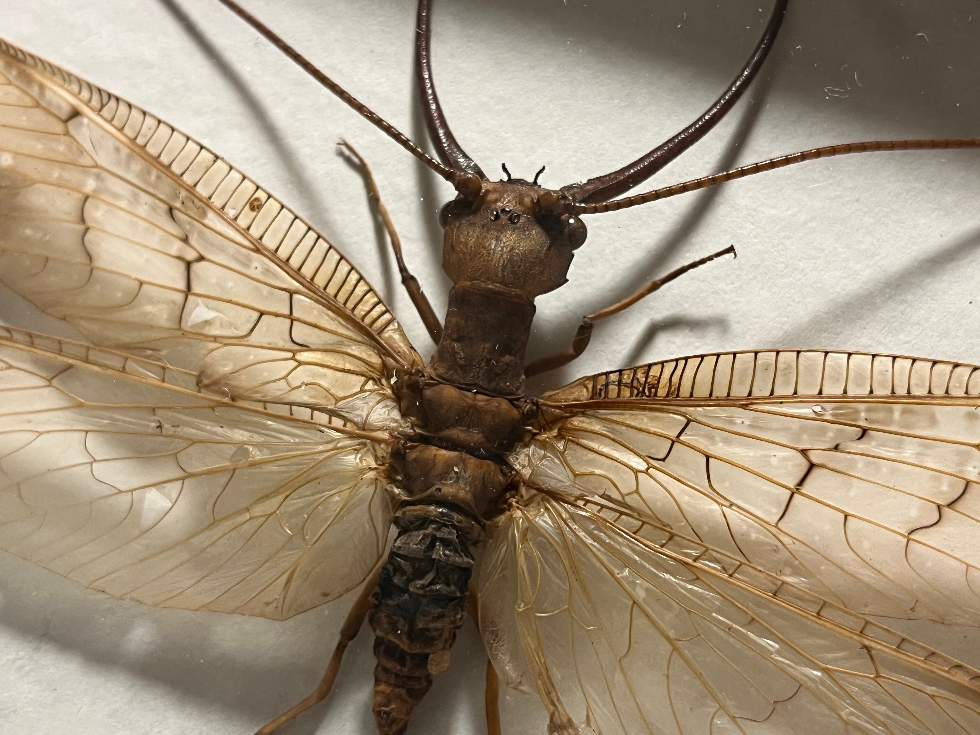 顎特大】オオアゴヘビトンボ ペルー産 奇蟲 タランチュラ ムカデ 標本