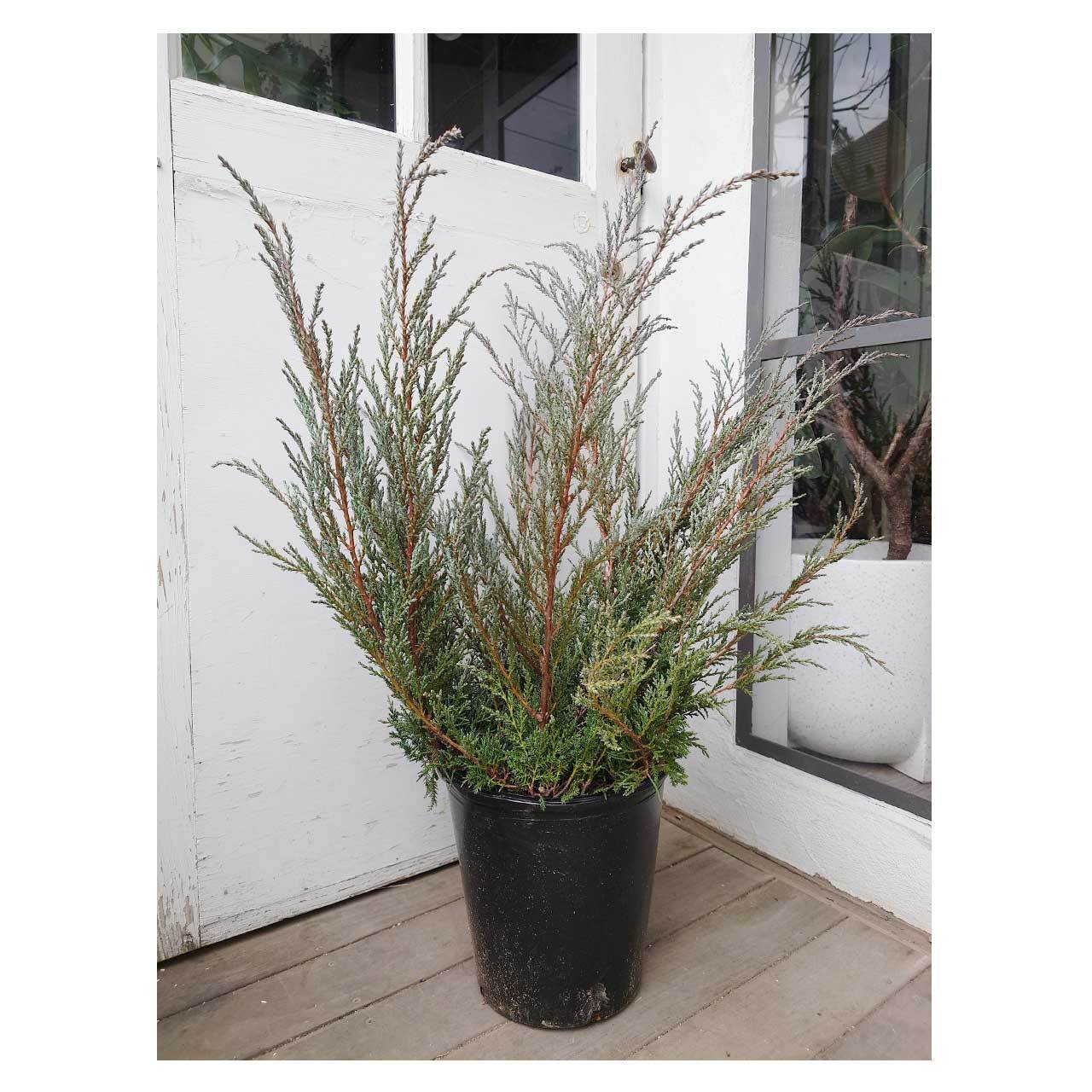 Juniperus horizontalis 'Hughes' | Seeding