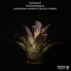【送料無料】 Hohenbergia leopoldo-horstii Black form〔ホヘンベルギア〕現品発送H0061
