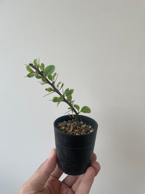 【新着】Fouquieria fasciculata【激レア塊根・サービス品】フォークイエリア ファシクラータ_1