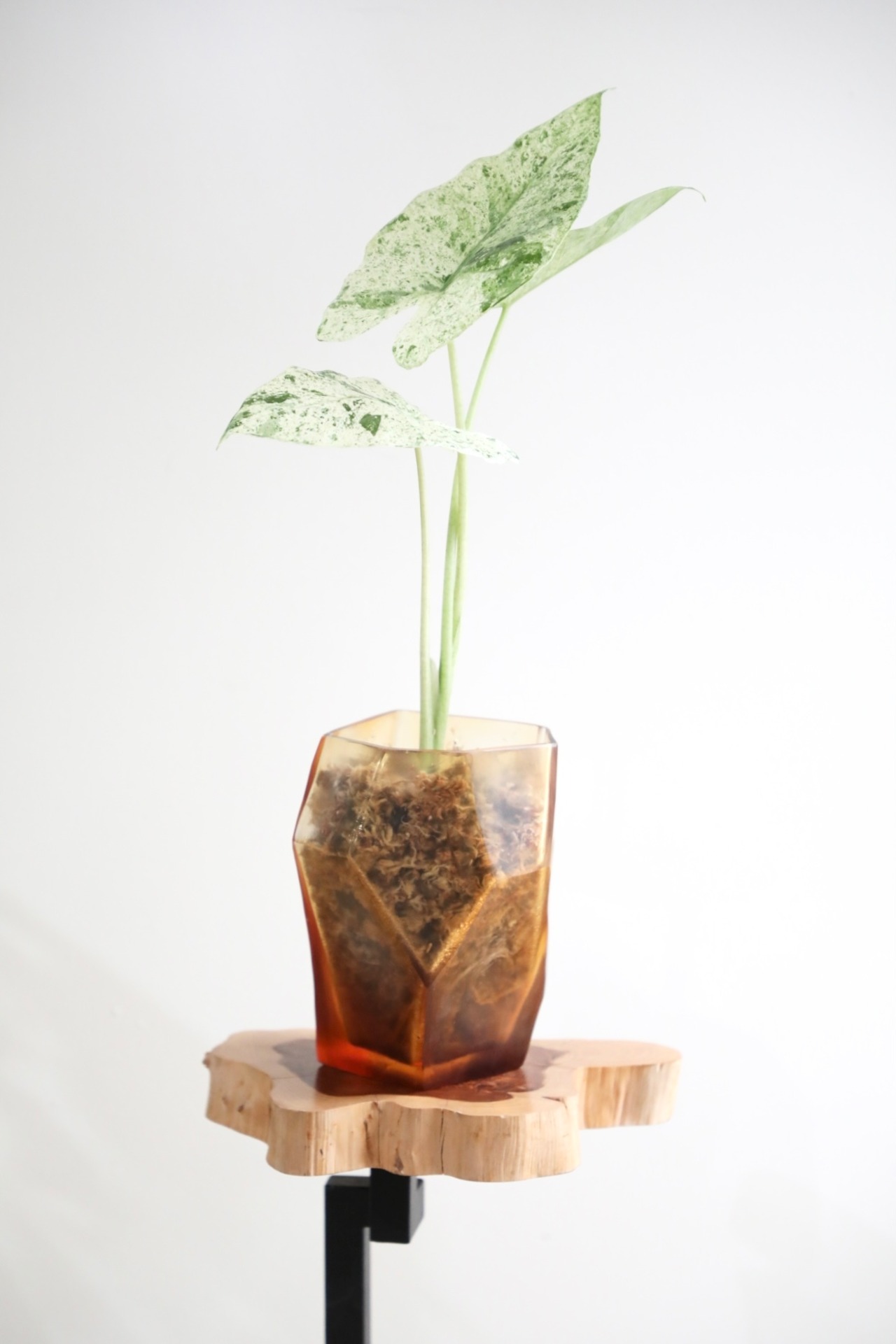 【M】アロカシア オドラ バリエガータ　※【土不使用】グラスポット付き