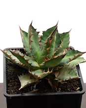 【PREMIUM】 抜き苗 万代巌竜 見本株 Agave 'Bandai Ganryu'