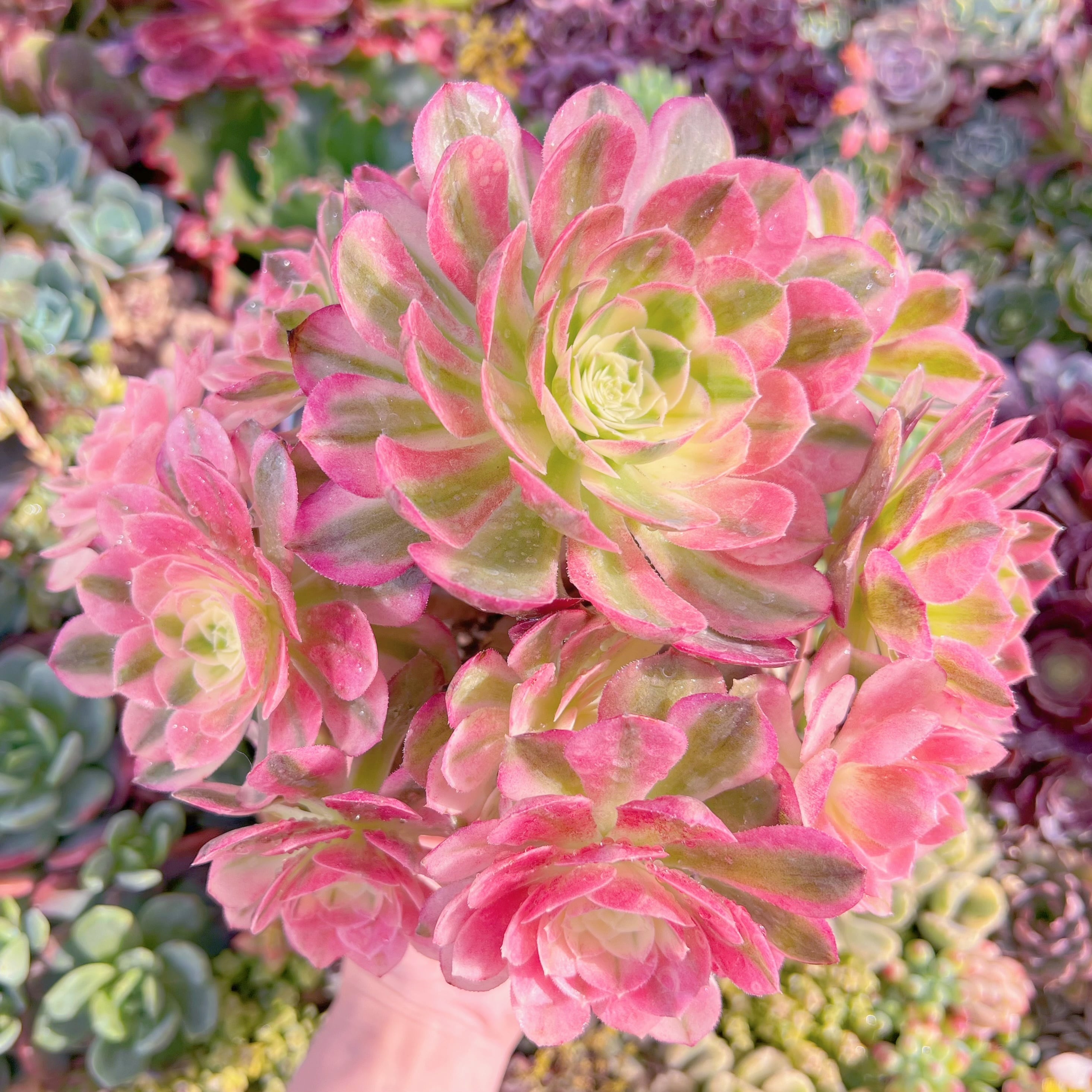 現品　玉姿#M097　特大群生　新入荷　るる農園