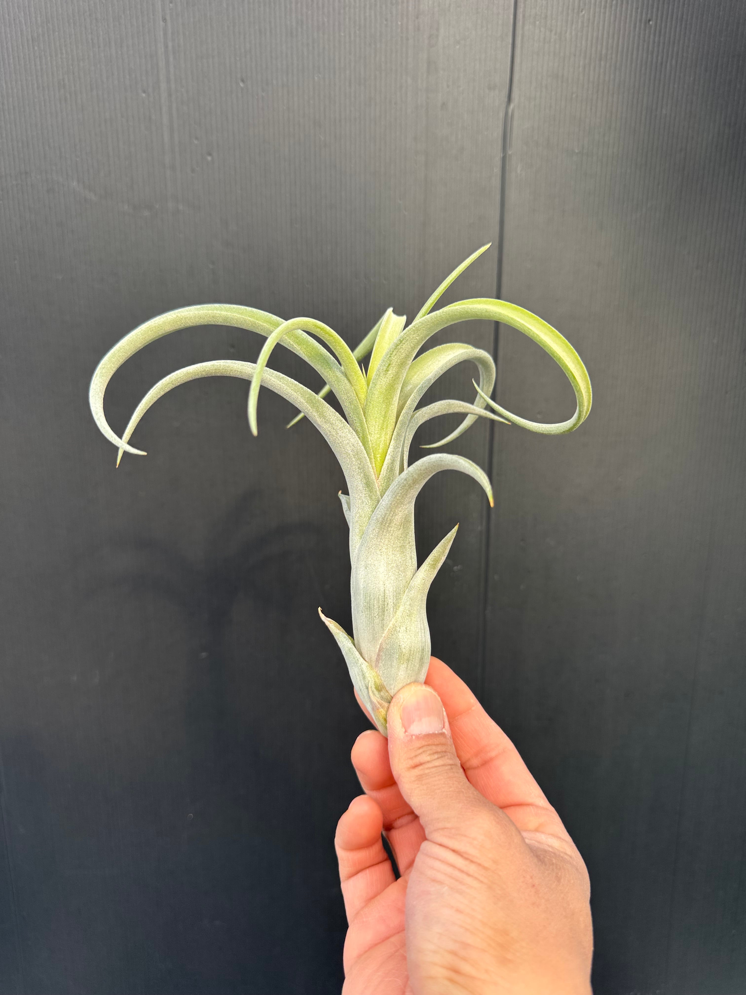 エアプランツ-ティランジア | クルール プランツ couleur plants