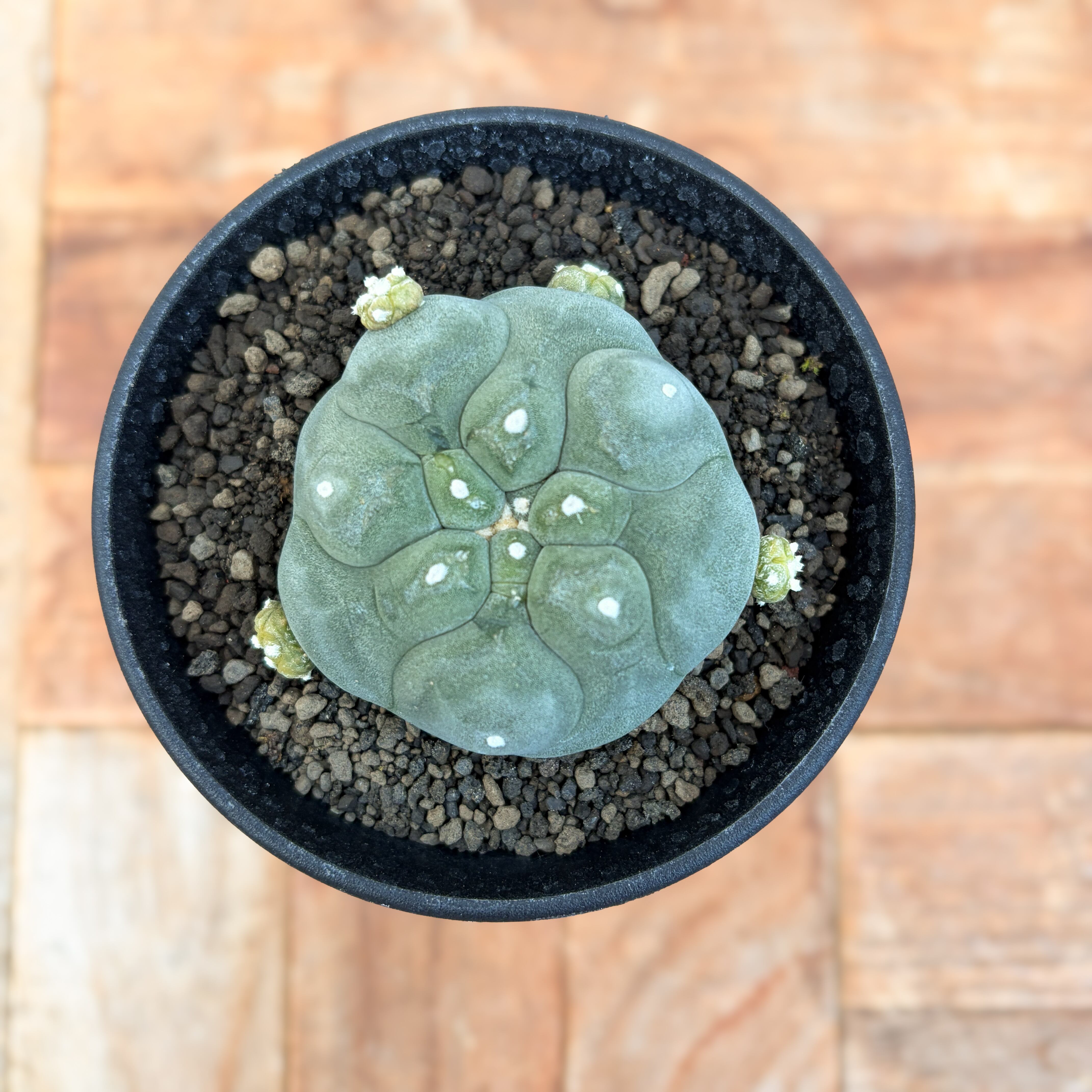 Lophophora diffusa 【ロフォフォラ・黒肌翠冠玉】 | RIMO'S GREEN