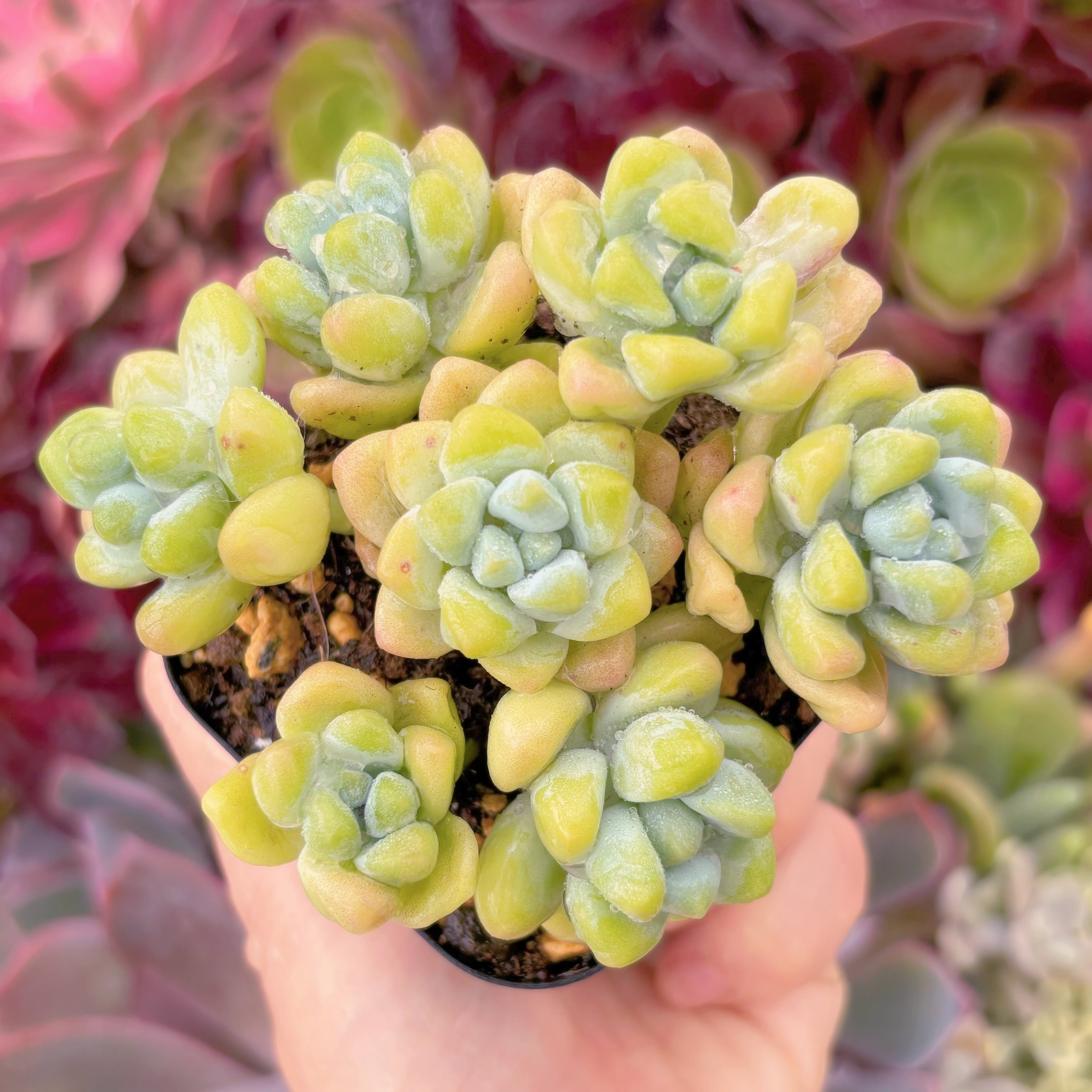 現品　天使の雫#341　るる農園