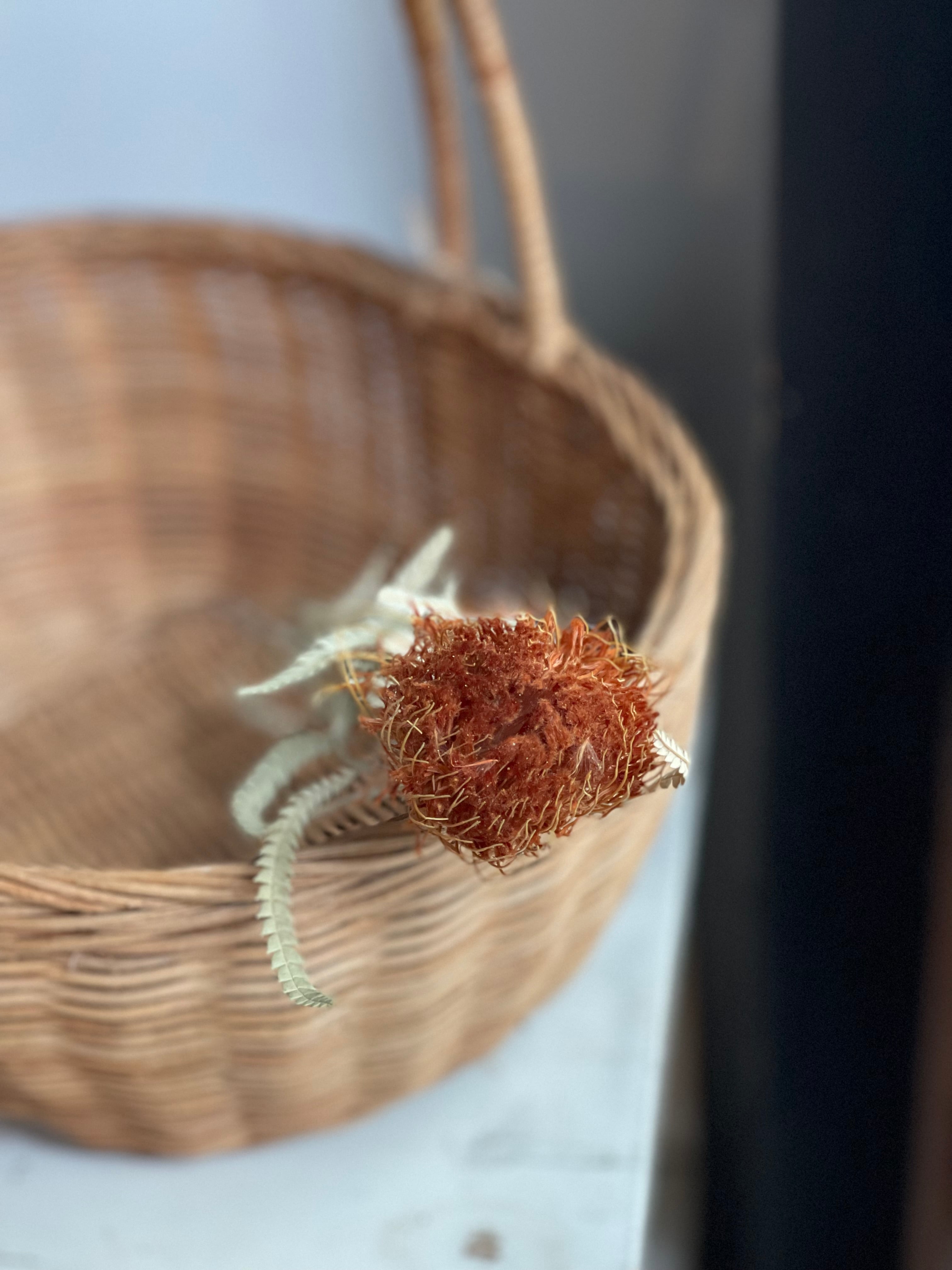 ドライアンドラフォルモーサ ドライフラワー 1本 | ドライフラワー