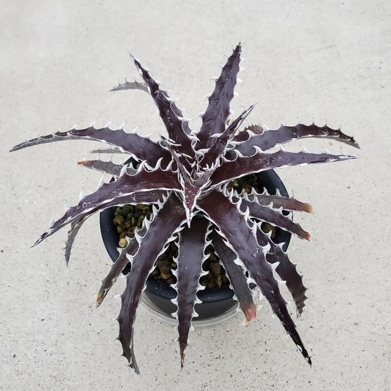 F00086_Dyckia 