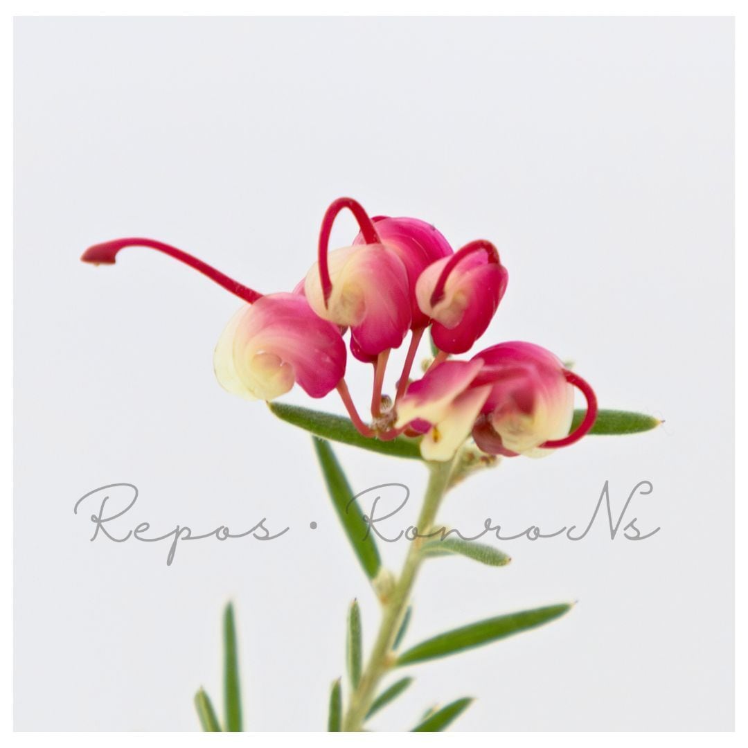オージープランツ・ネイティブプランツ | Repos.RonroNs ~ルポ.ロンロン ~