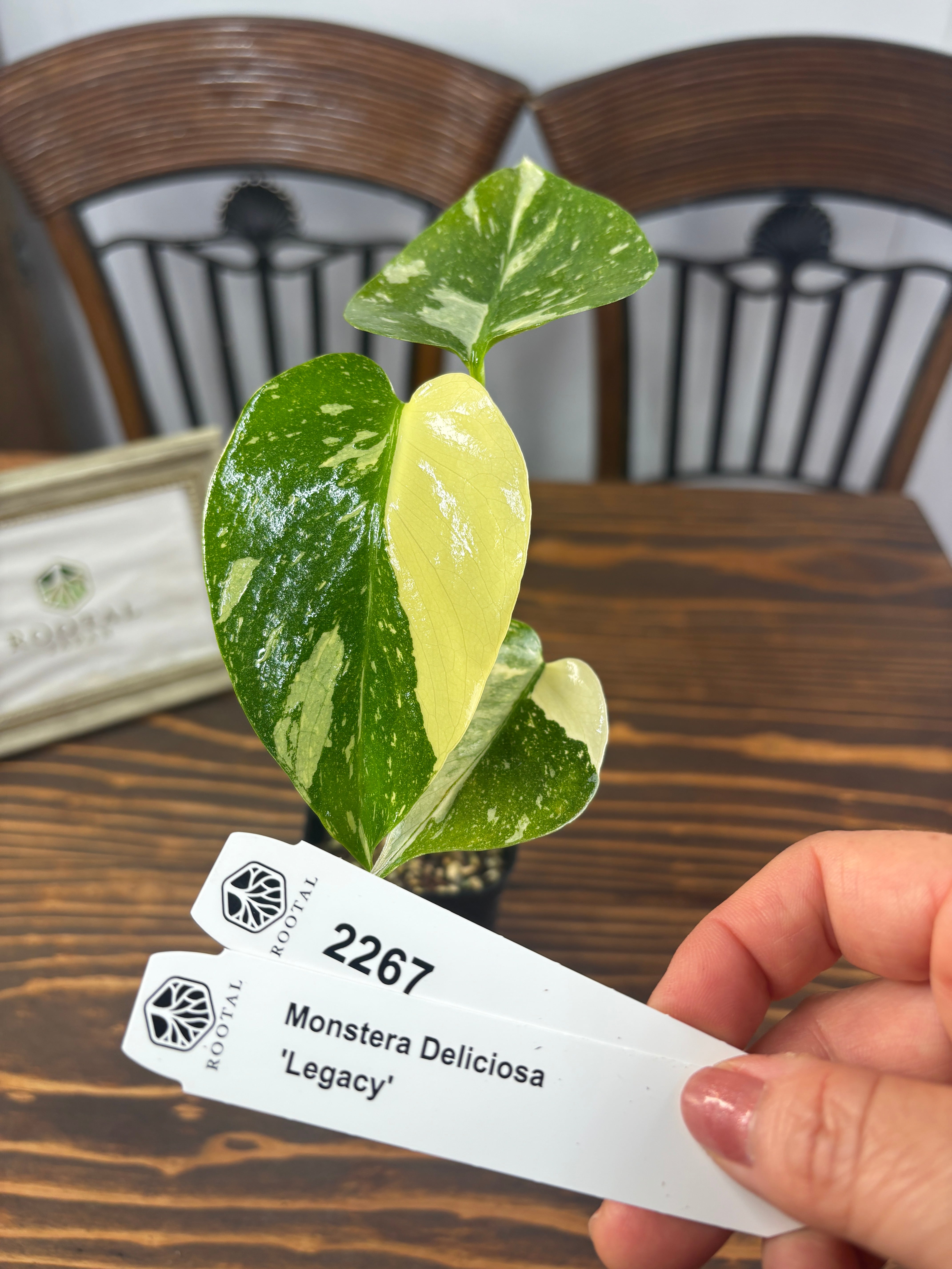 モンステラ | ROOTALPLANTS