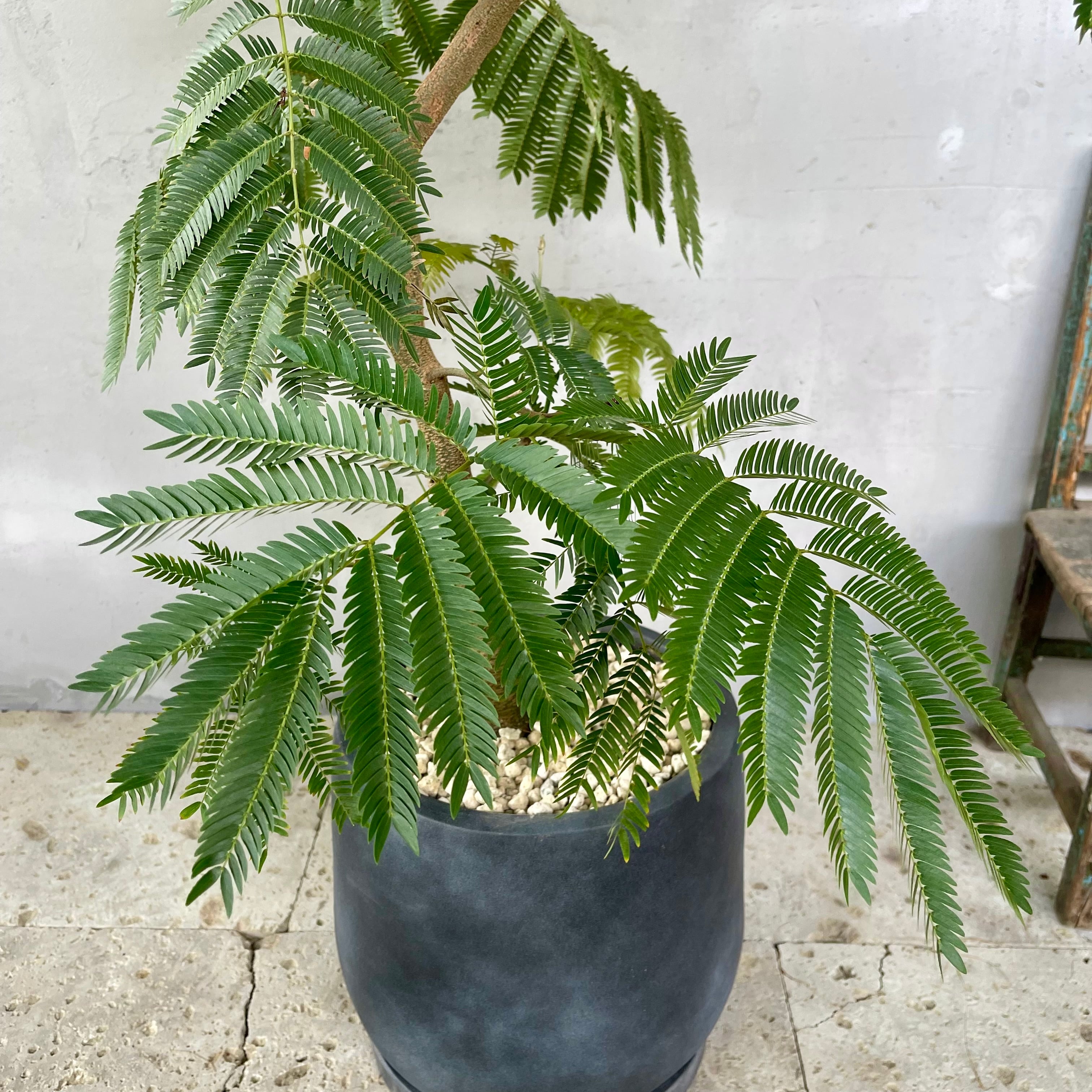 大型エバーフレッシュ螺旋仕立てバルーン陶器鉢植え込み発送