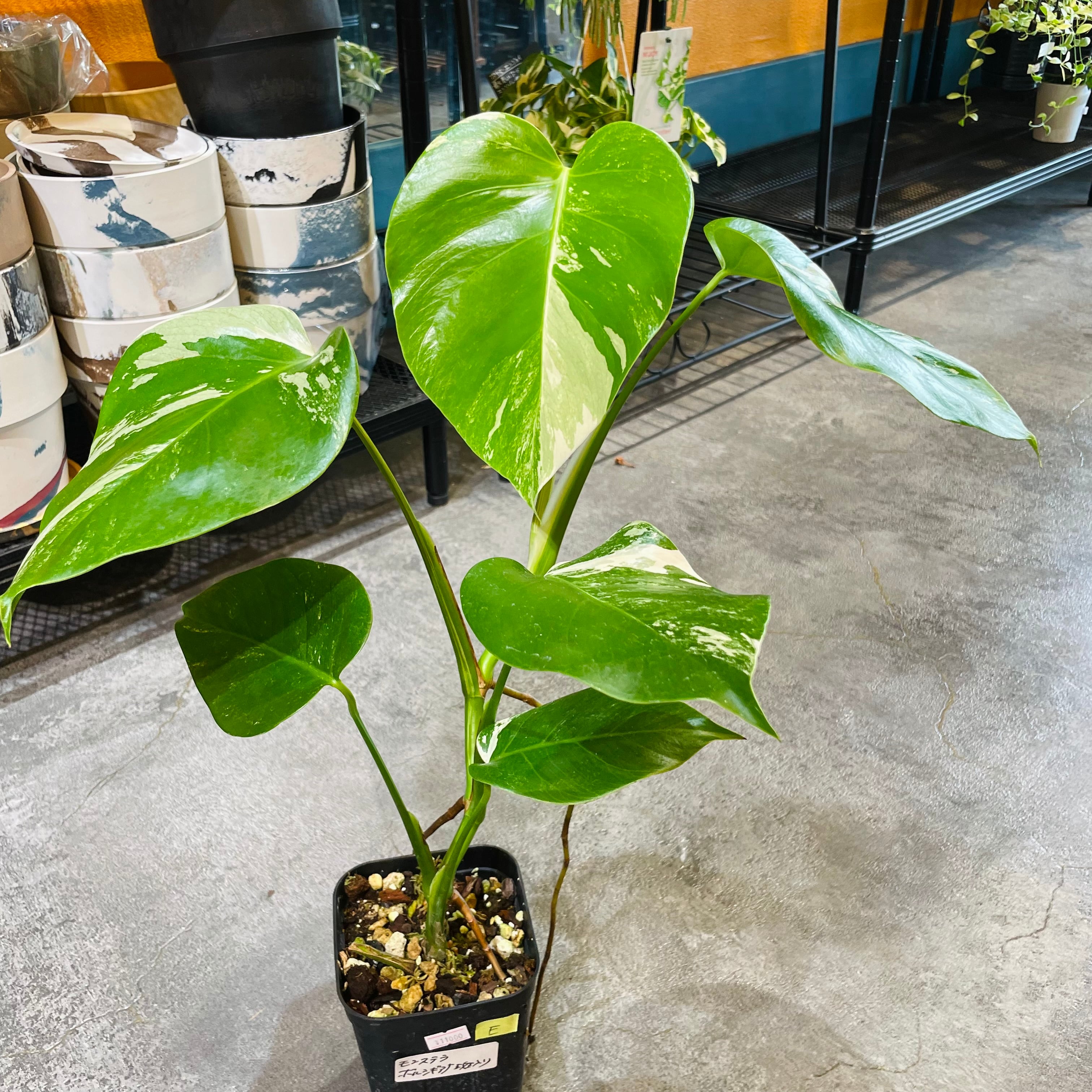 発根済み！特大株茎！4節！4芽付き！斑入りモンステラ ホワイト 