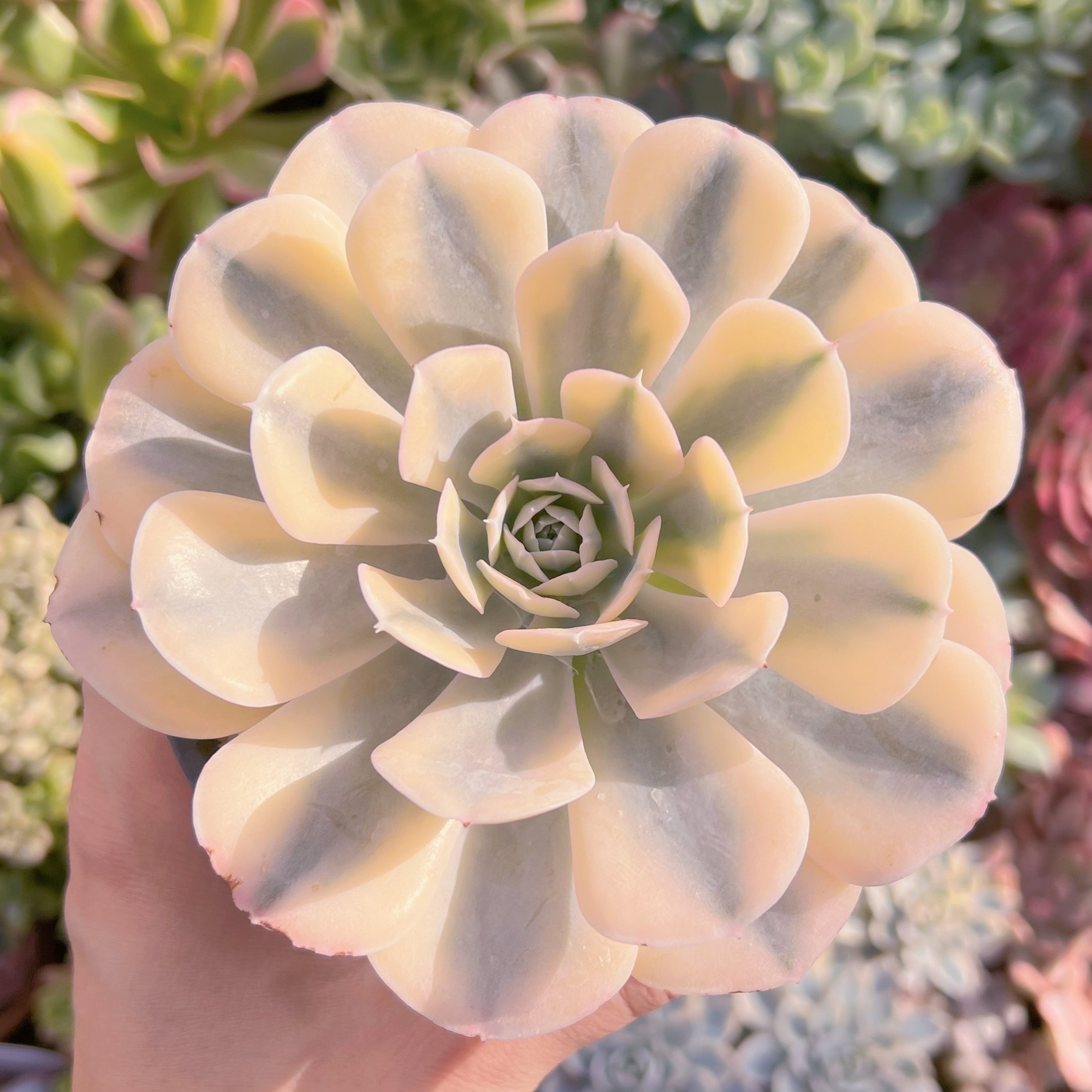 多肉植物　ルヨンニ錦　新入荷　るる農園