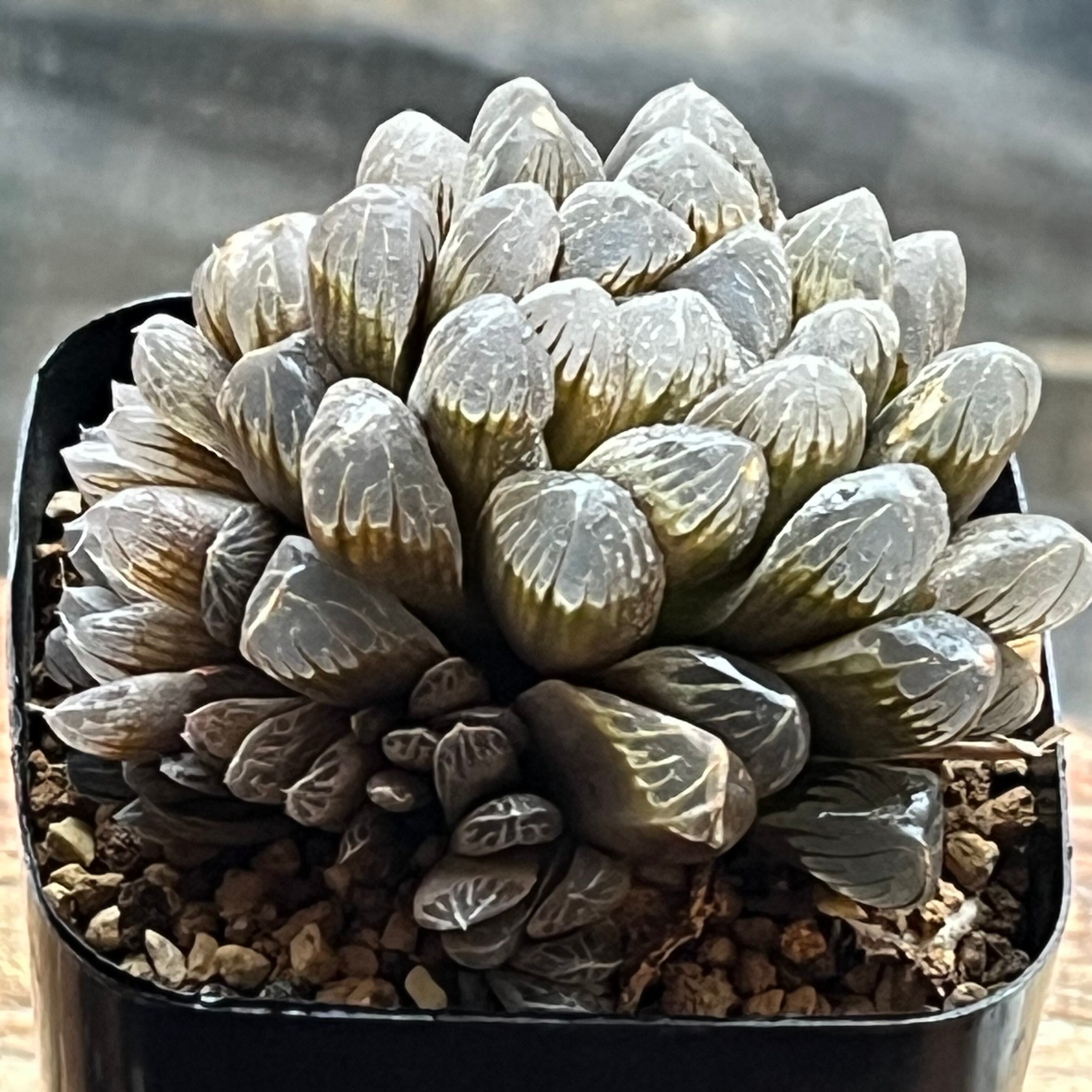 オブツーサ系 | mocono_plants