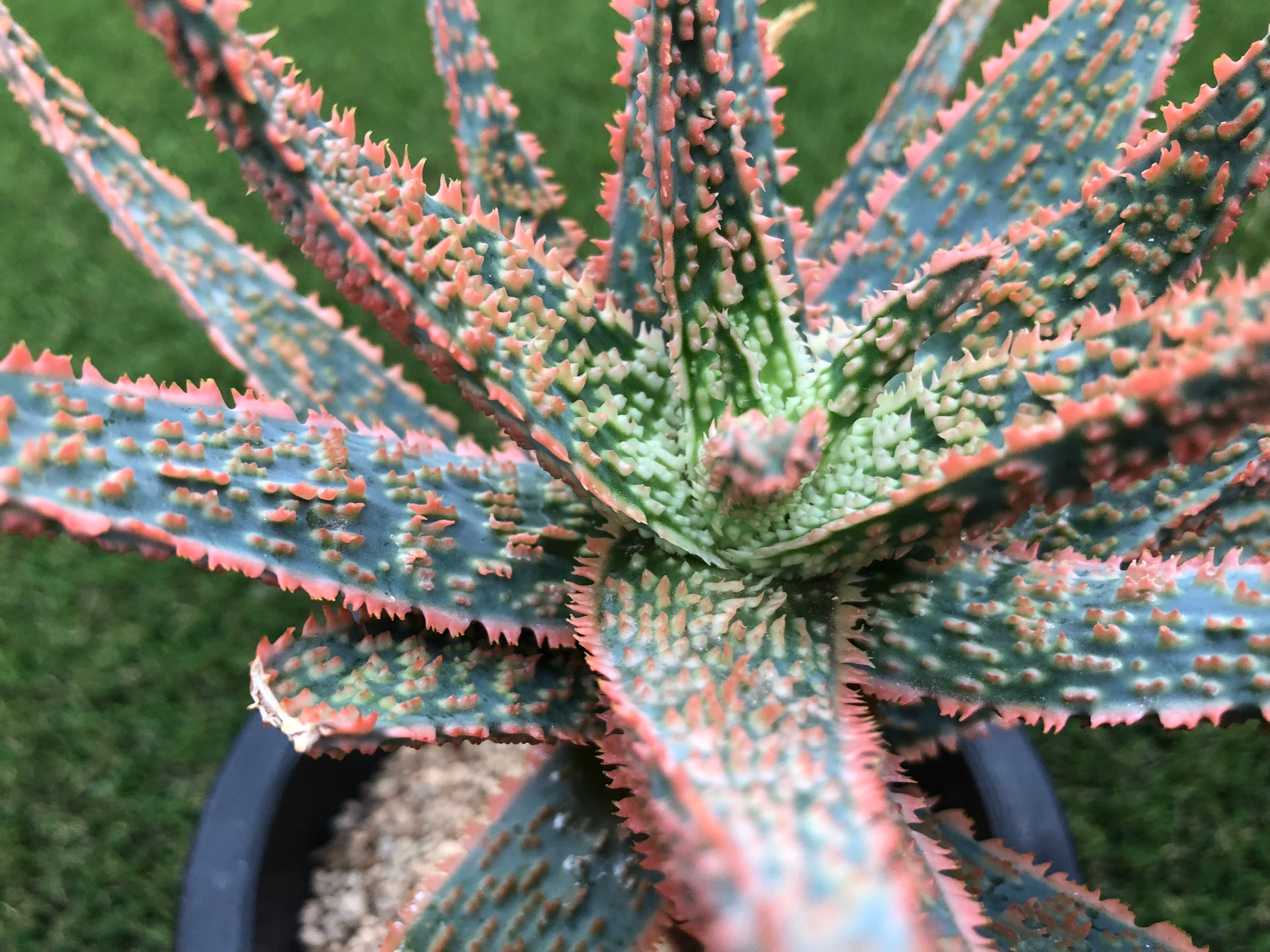 Aloe cv.DZ (Debra Zimmerman) アロエ DZ | plants MARU ーサボテン