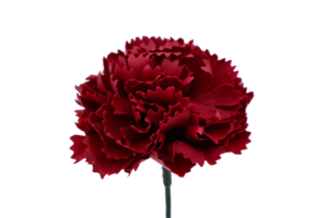 カーネーションC-R2 ワインレッド  (15輪入りor25輪入り)