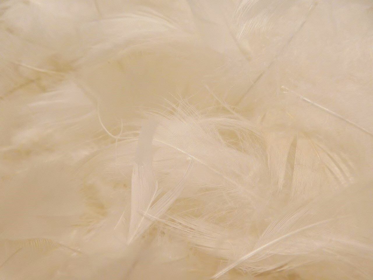 ヌードクッション 30×60 フェザー100％ | anticipate by mics