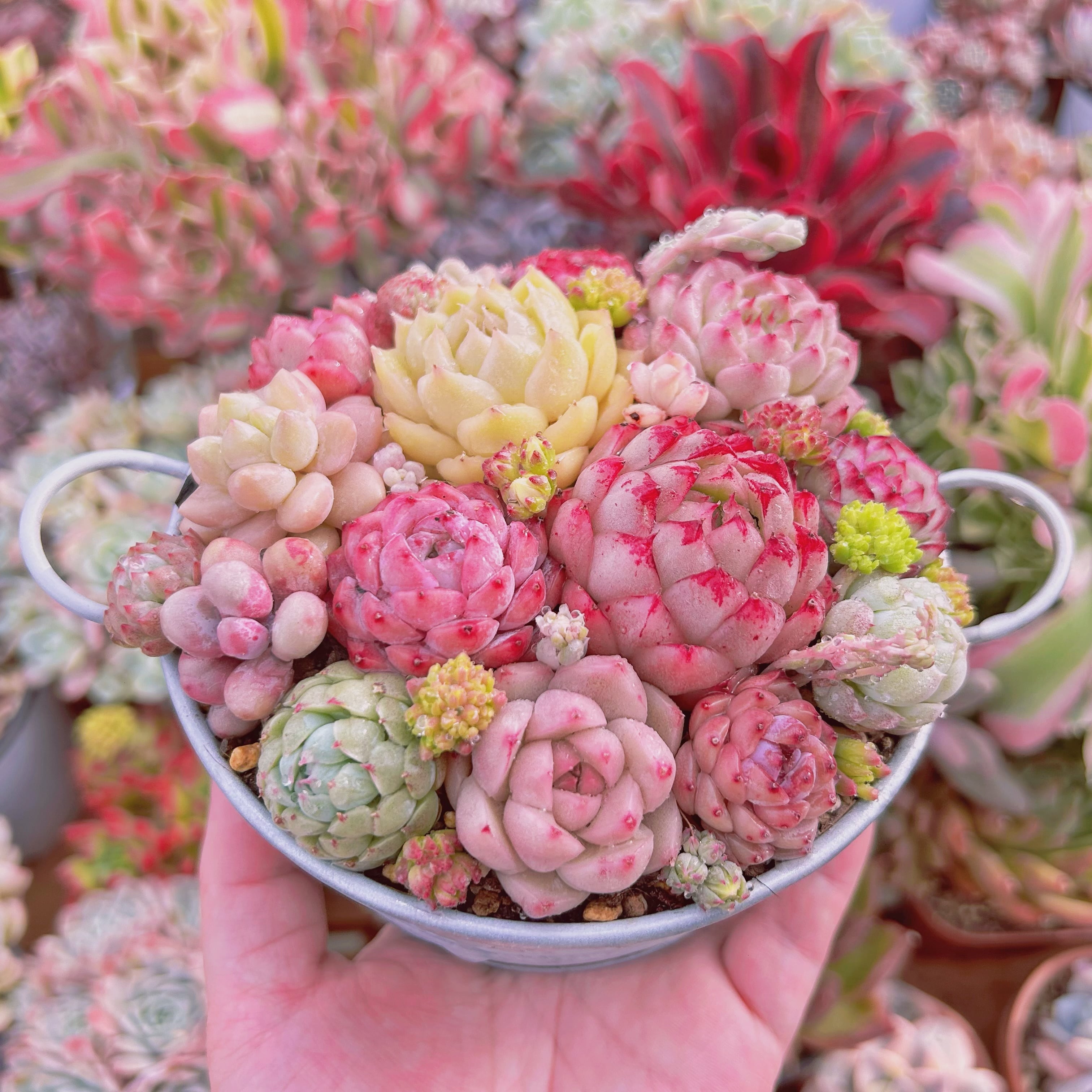 287現物 寄せ植えセット | るる農園~多肉植物専門