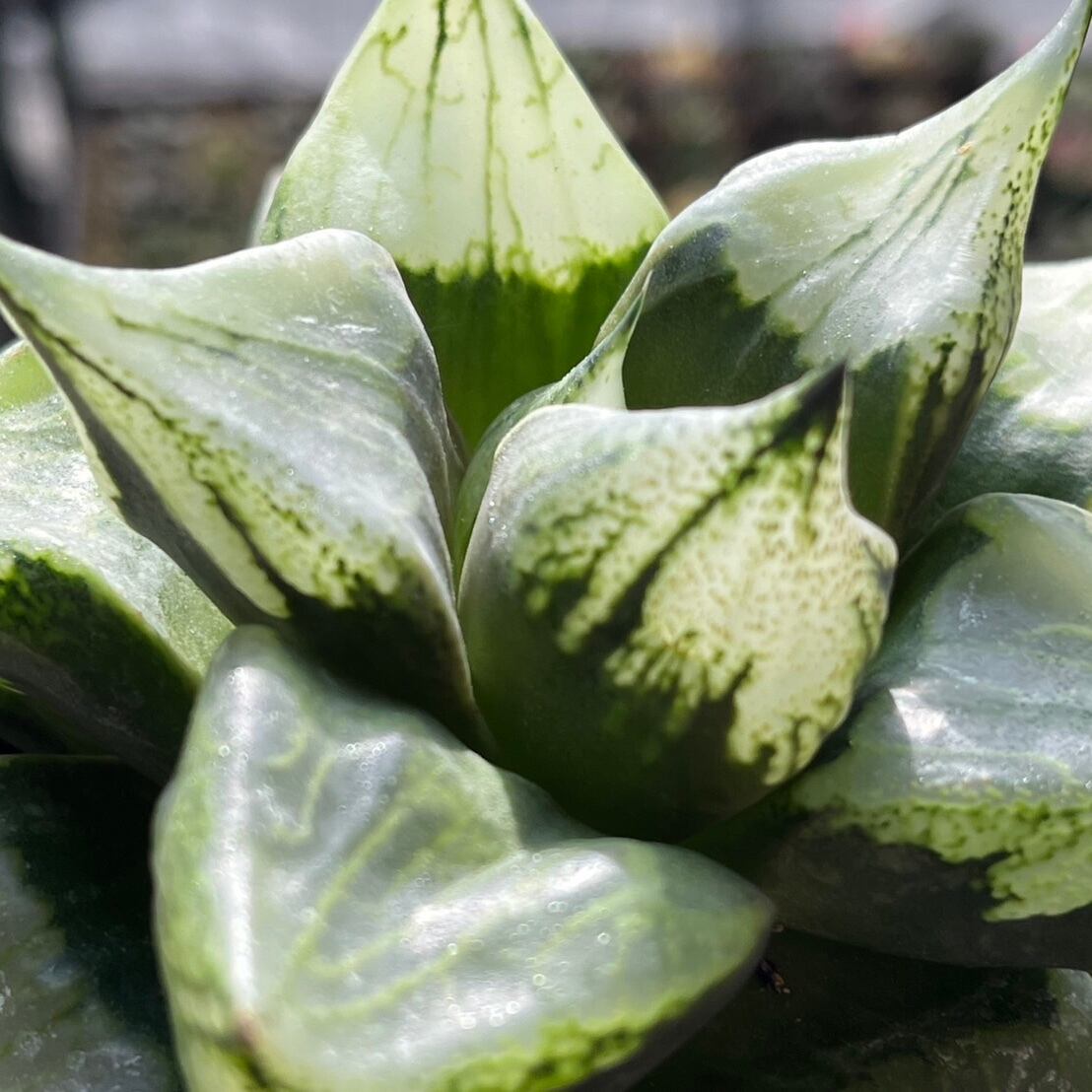 ハオルチア ハオルチア B型コンプトミュータント 親株 ハオルチア B型コンプトミュータント 親株② | mocono_plants