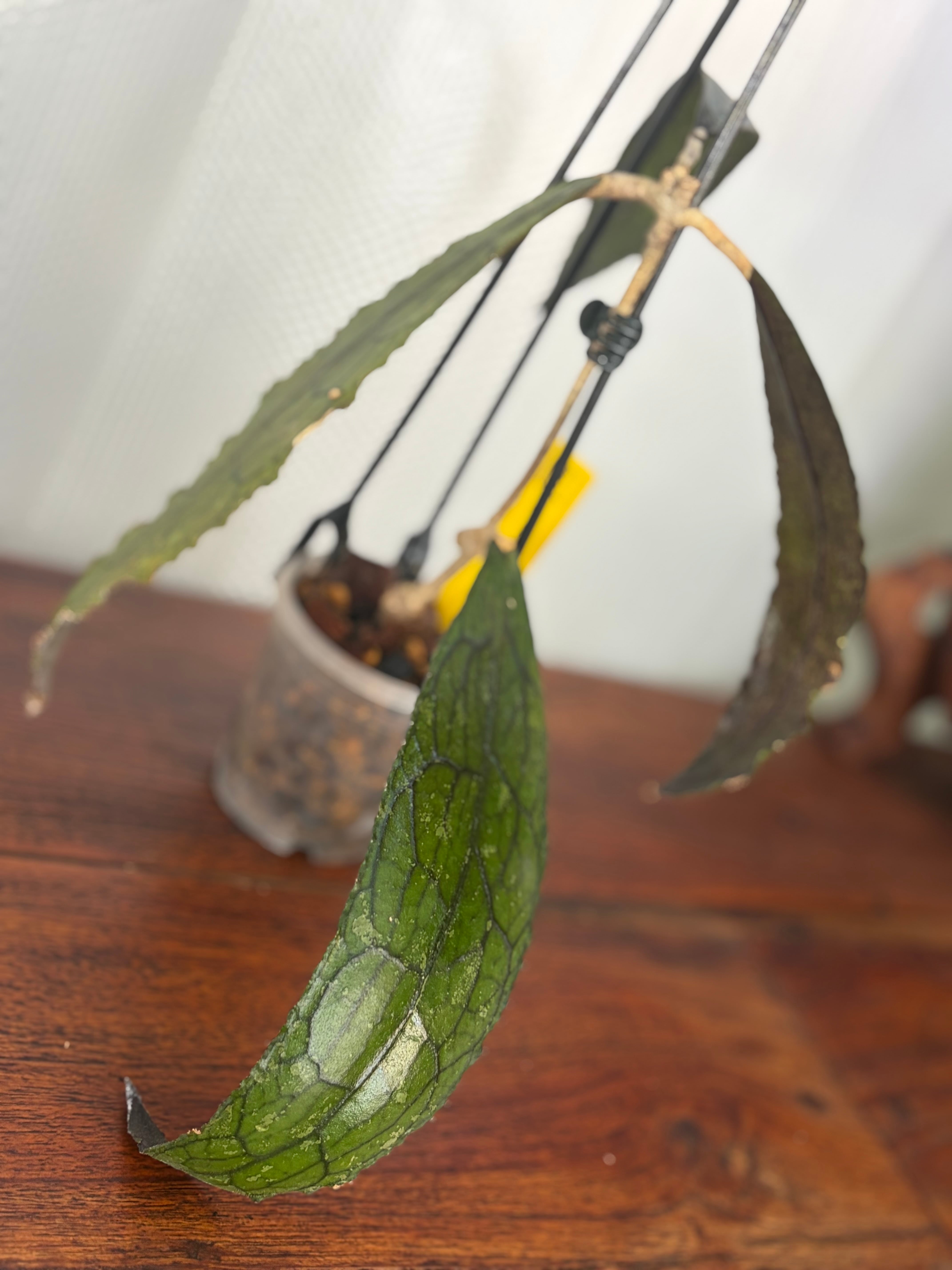 Hoya | BALI-AN 園芸