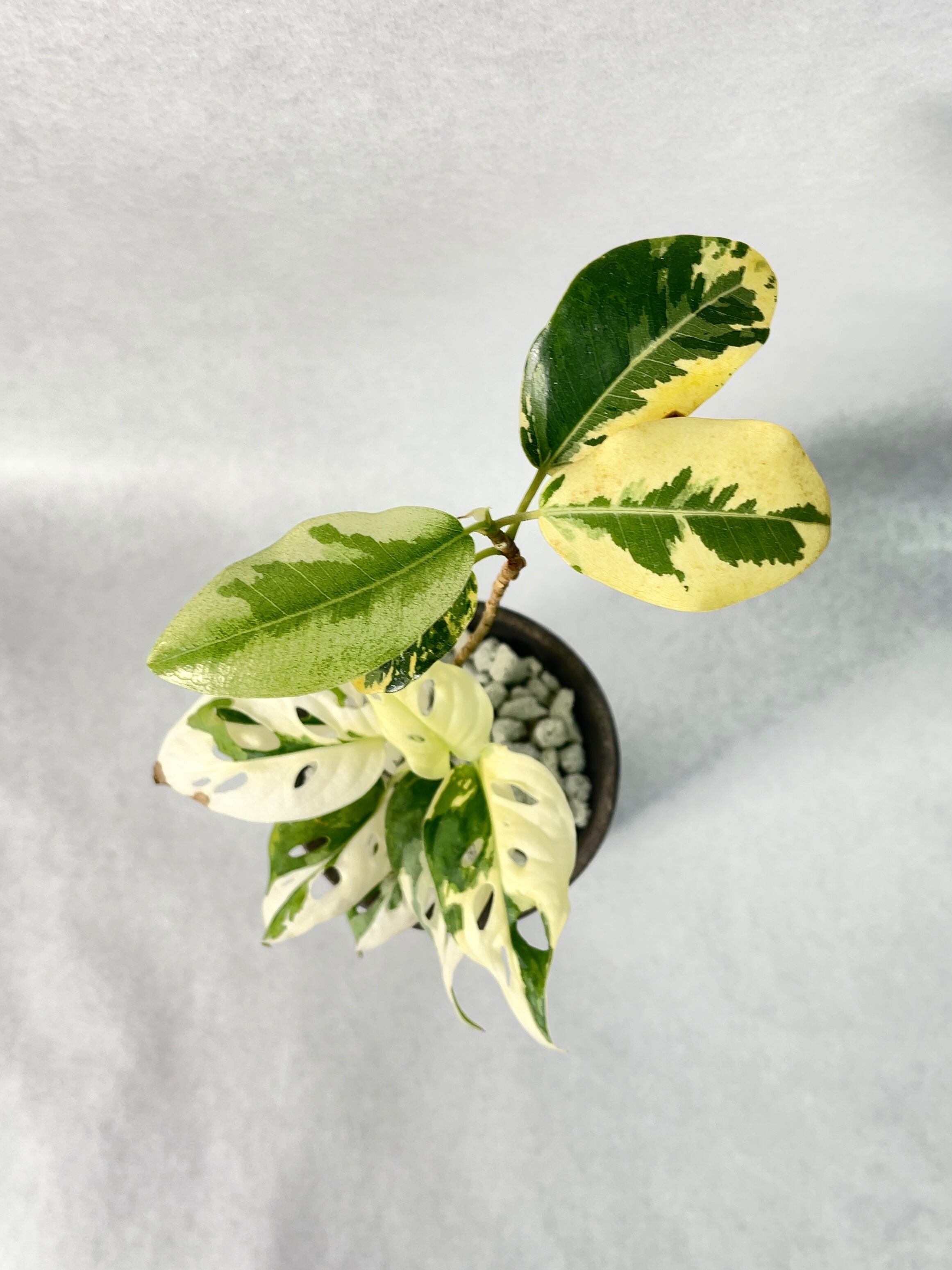 花宇宙×trigger】植栽E | trigger