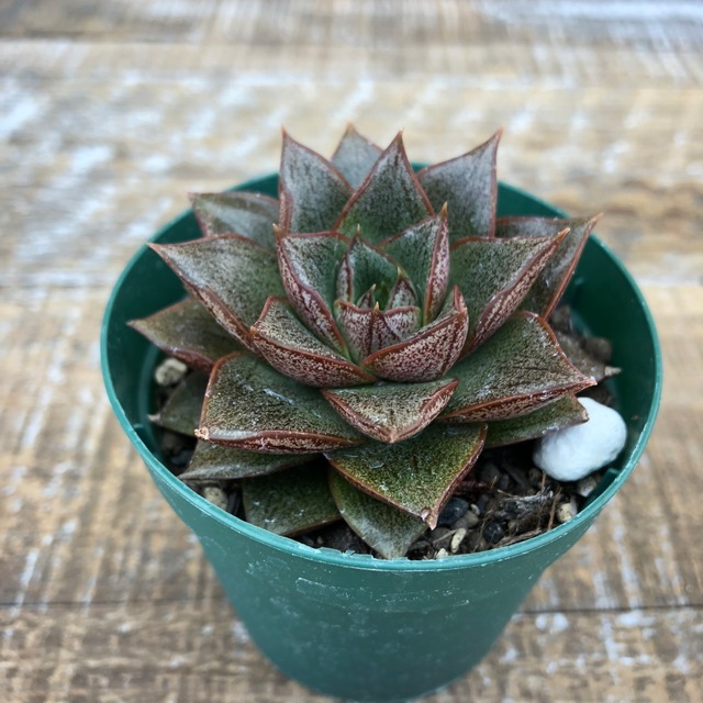 大和錦 Echeveria 'Dionysos'