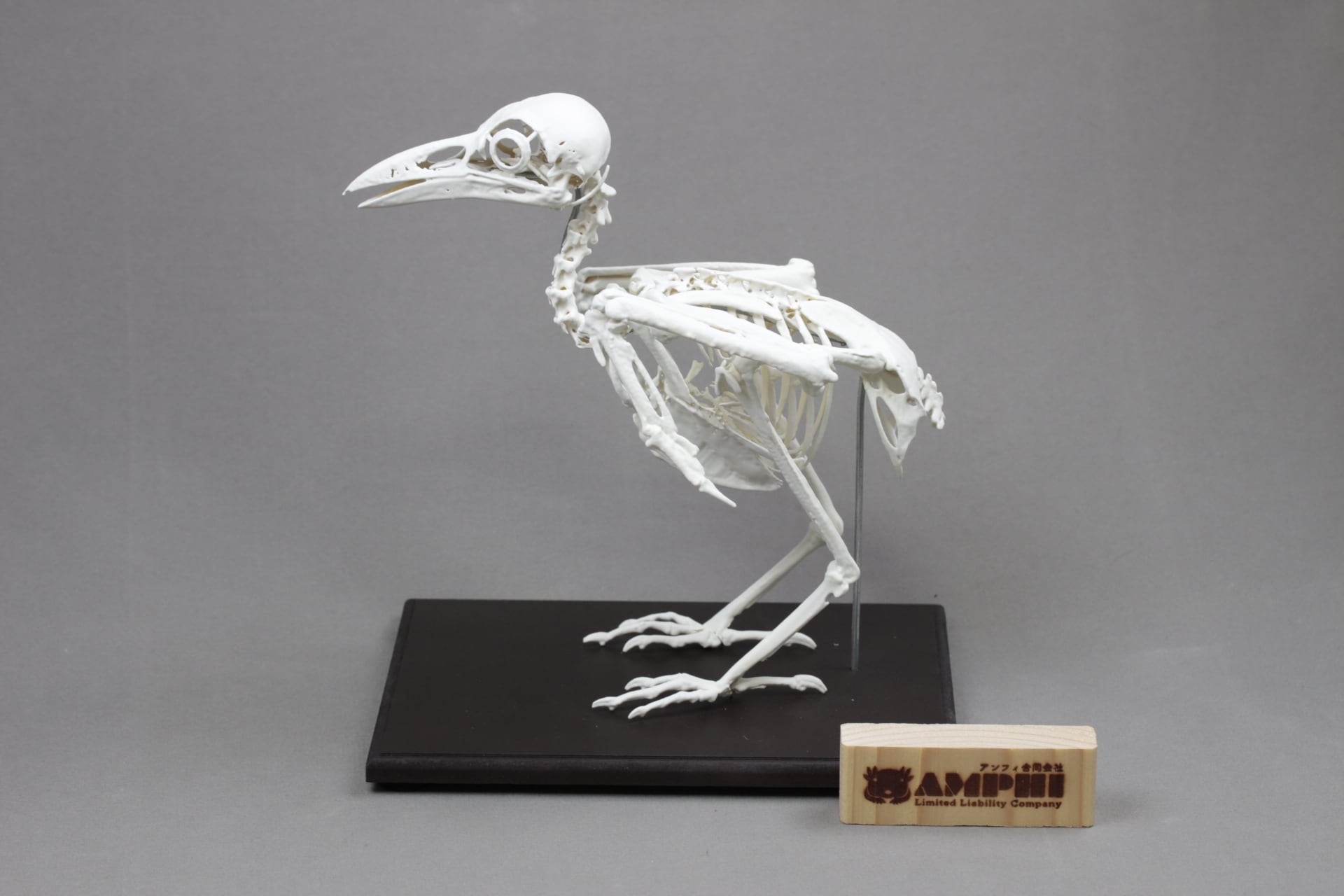 ハシボソガラス（Corvus corone）等倍全身骨格模型 (ハシボソ ガラス