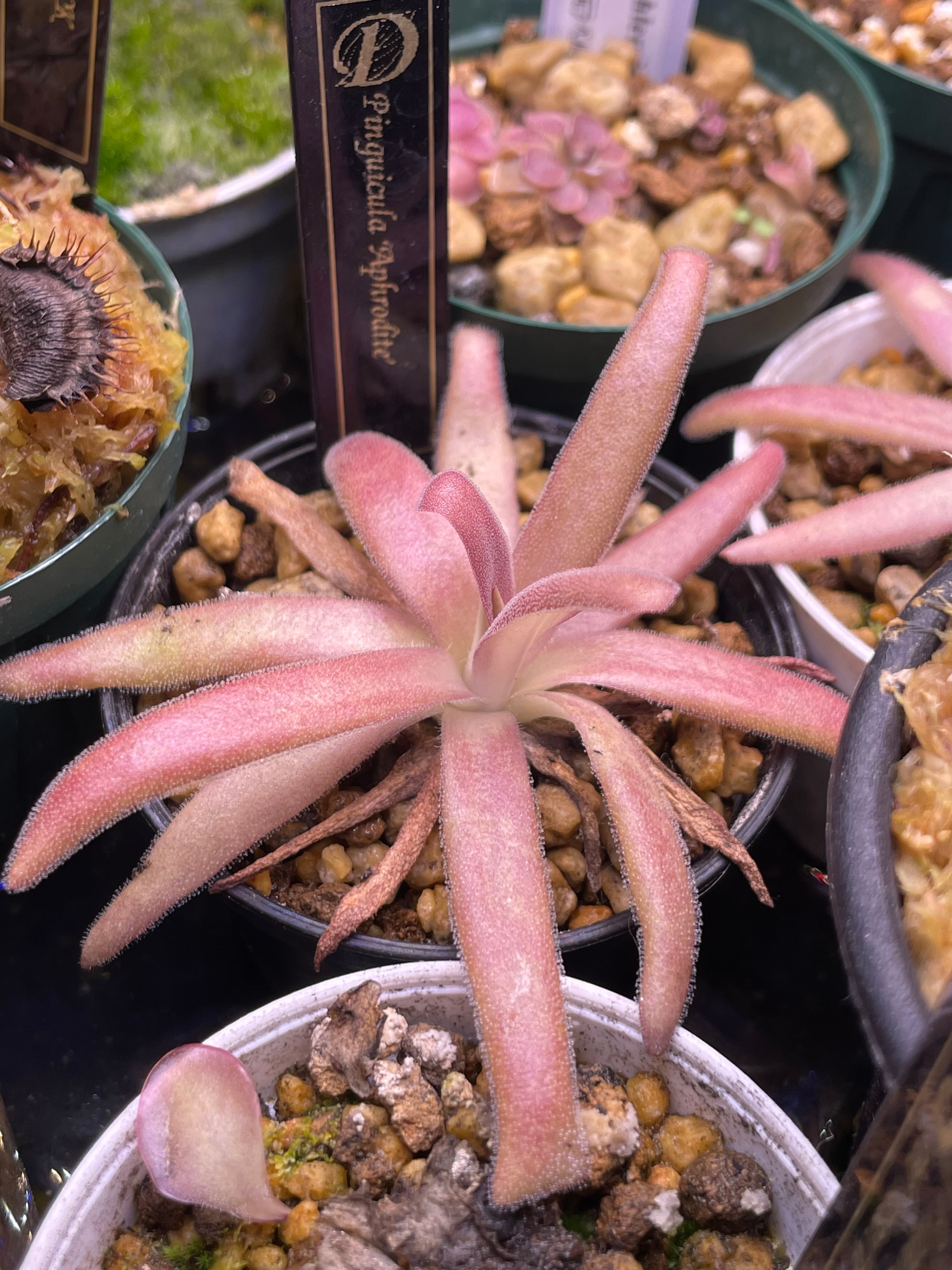 Dionaea muscipula CK “Biohazard 1” | Dmix Plants