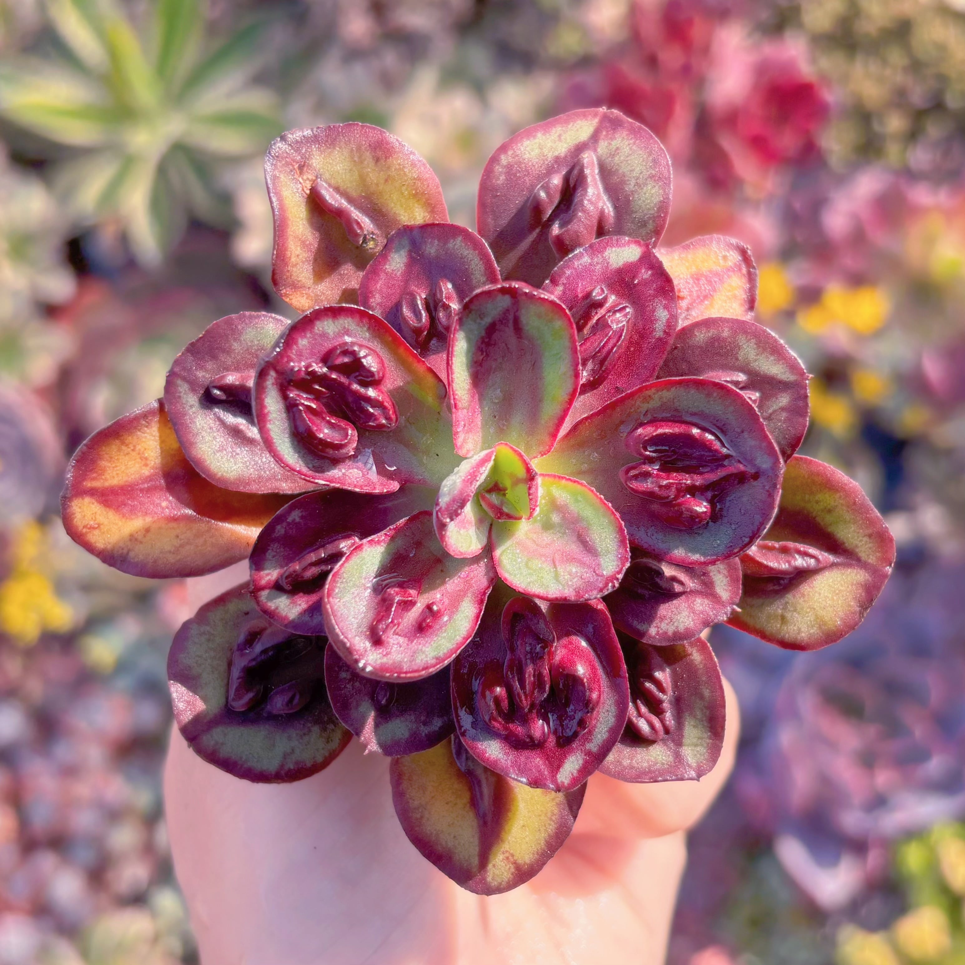 多肉植物　コブ紅司　新入荷　るる農園