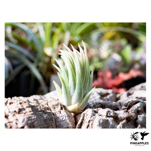 Tillandsia ionantha 'Albomarginata' 【現品】