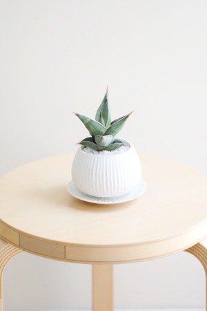 【S】【希少】サンスベリア ピングイキュラ/Sansevieria pinguicula
