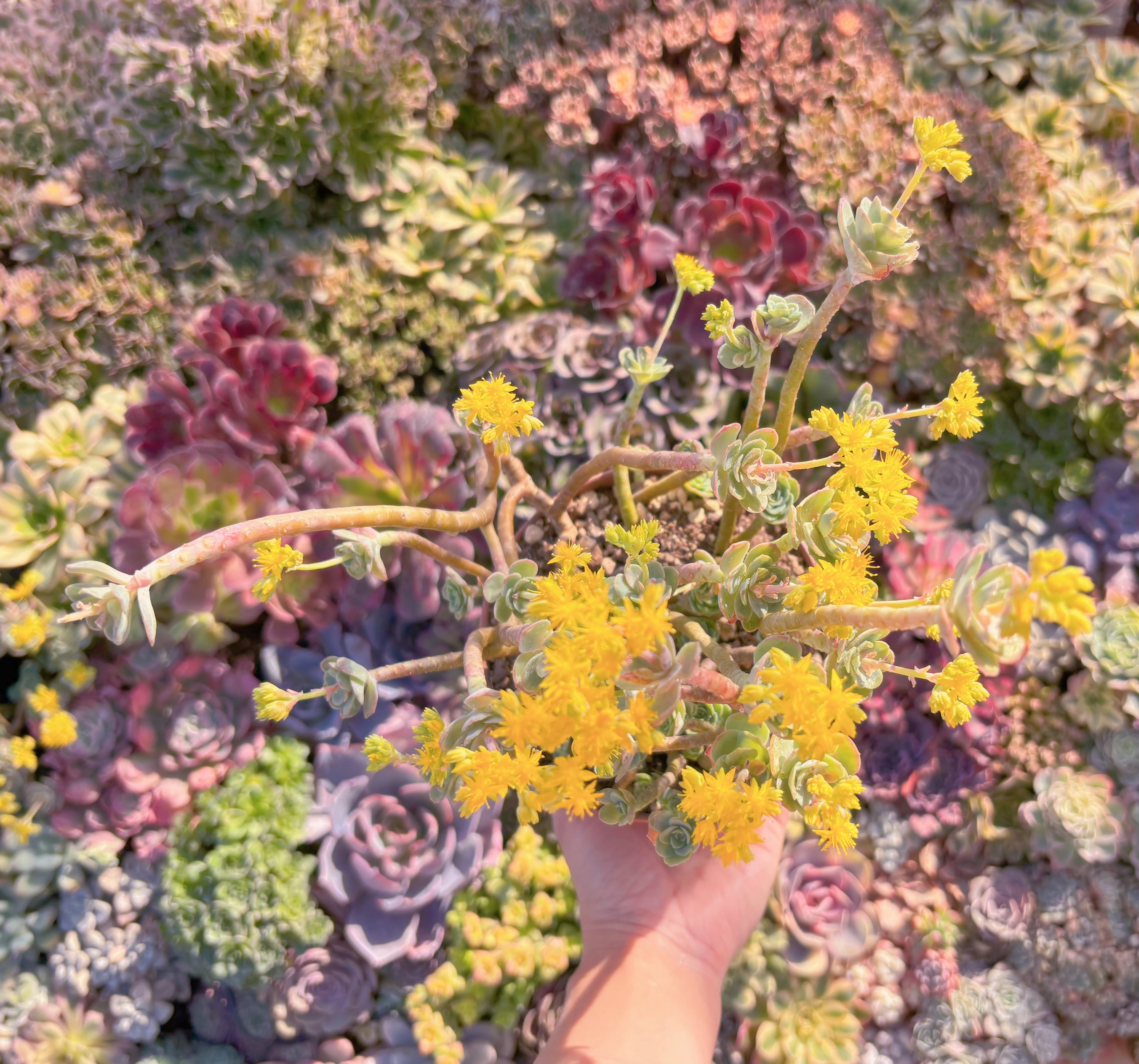 現品　薄化粧#M013　新入荷　るる農園