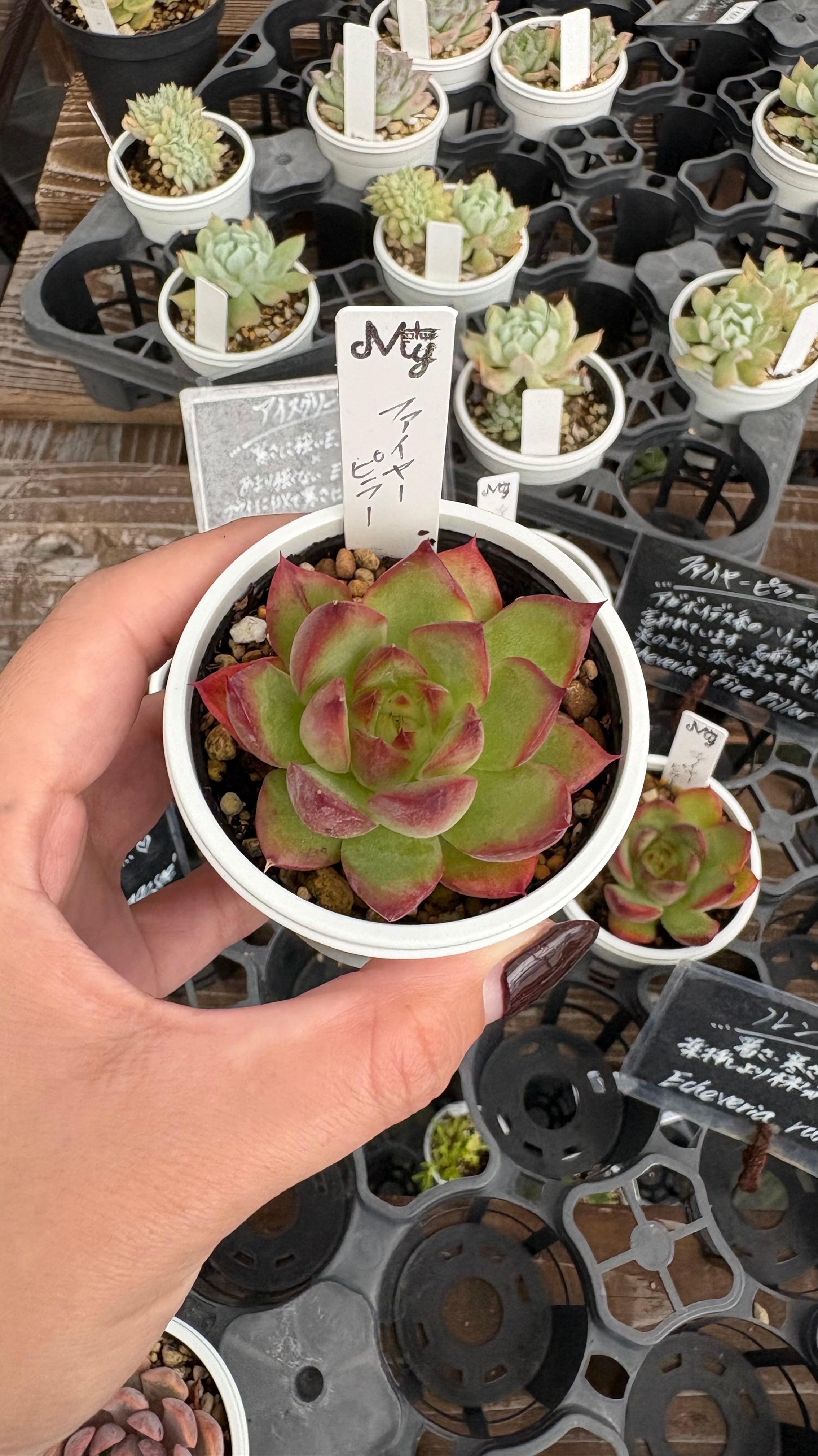 ゴーラム錦 多肉植物 クラッスラ 安心の生産ポットそのまま販売（8個