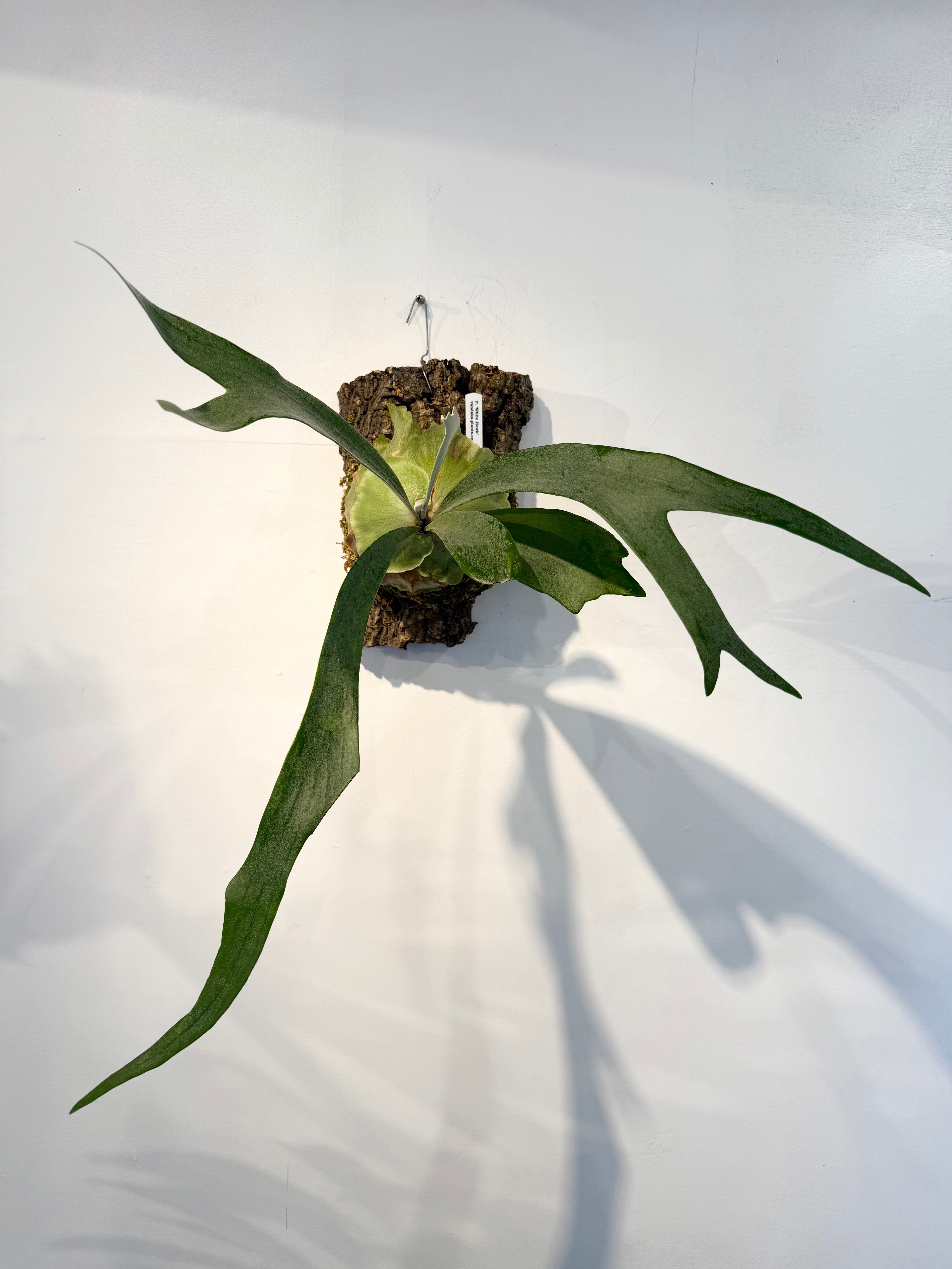 a) P. 'White Hawk' ビカクシダ 'ホワイトホーク' | vandaka plants