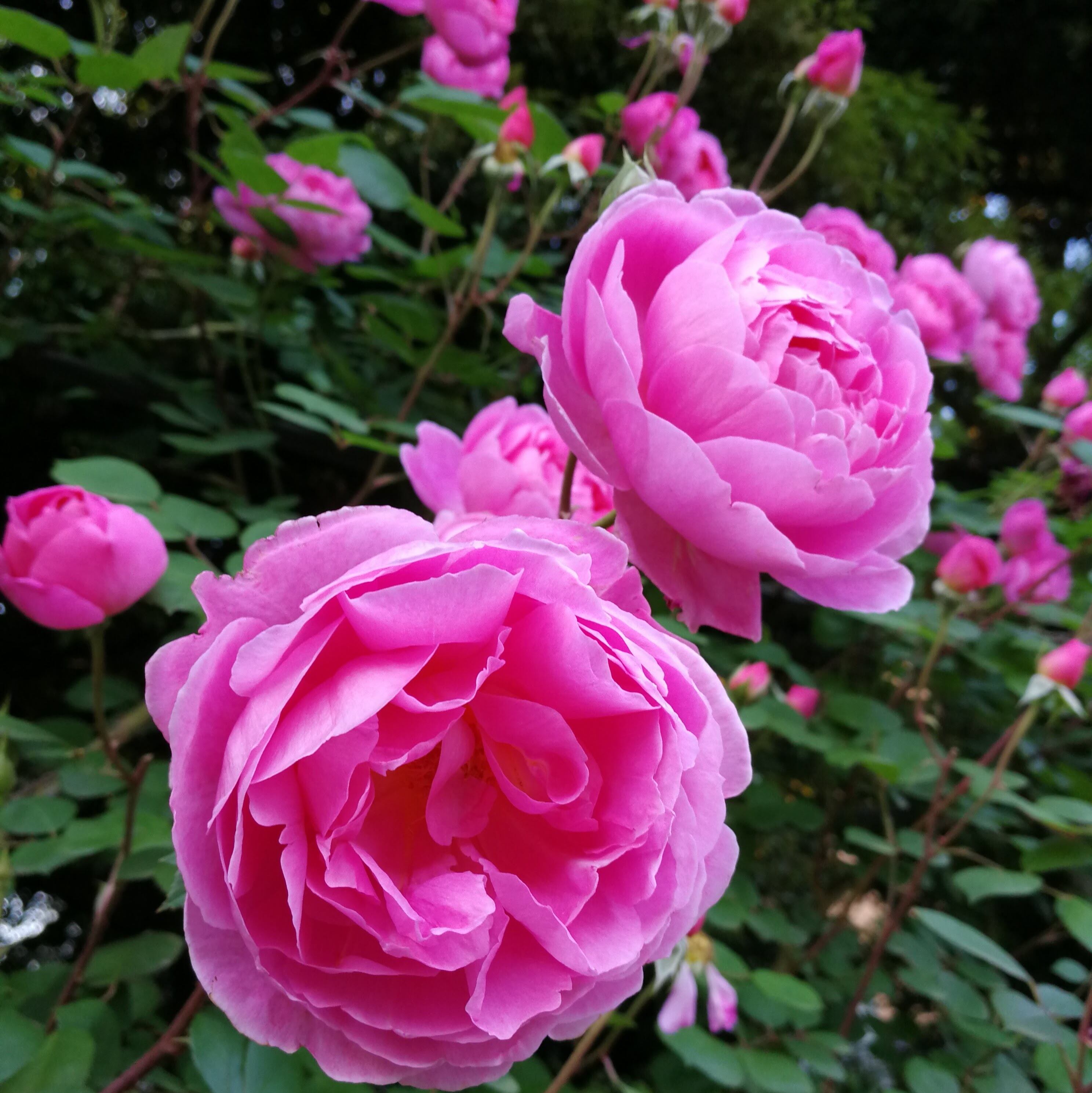 入手困難VIP ROSE Constance バラ苗木 大苗正規品 - 植物/観葉植物