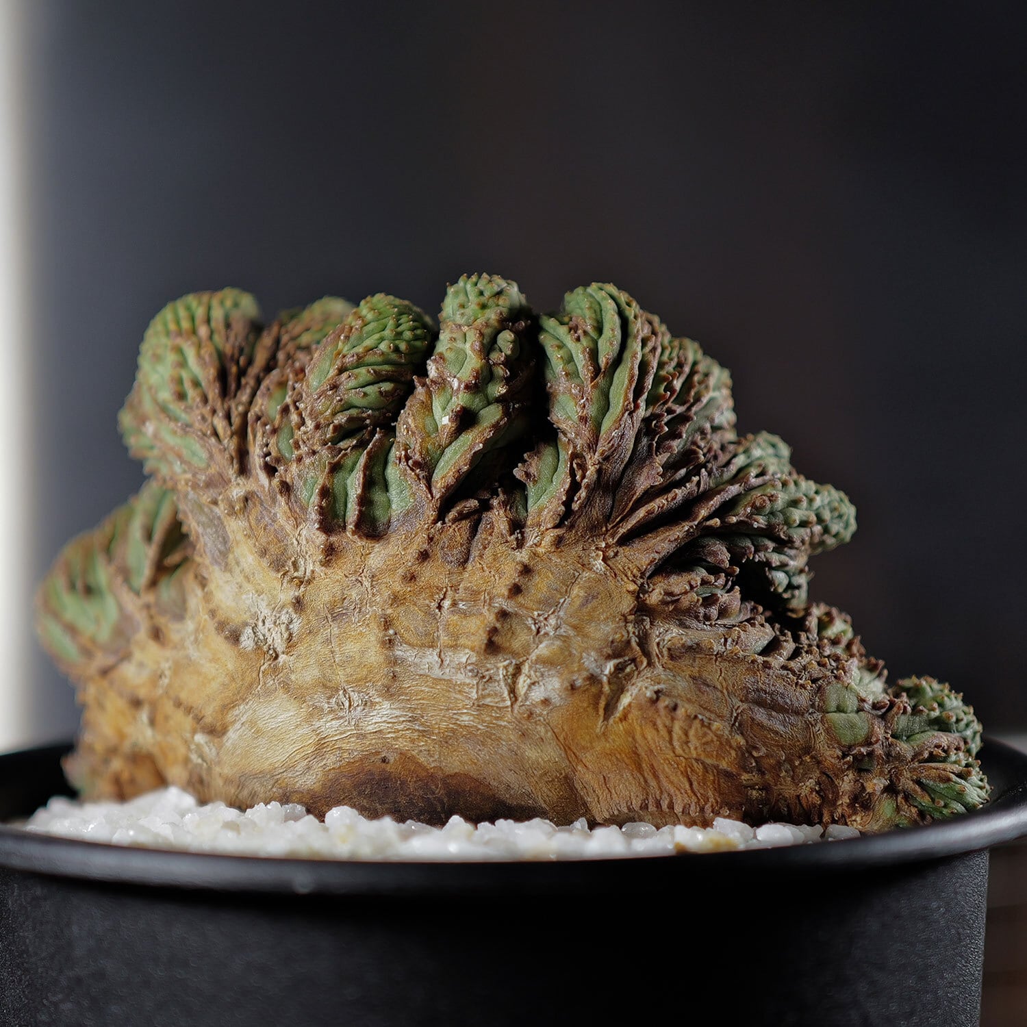 超厳選株】超大株 直径約9cm ヴィンテージ 仔吹き マウンテン オベサ