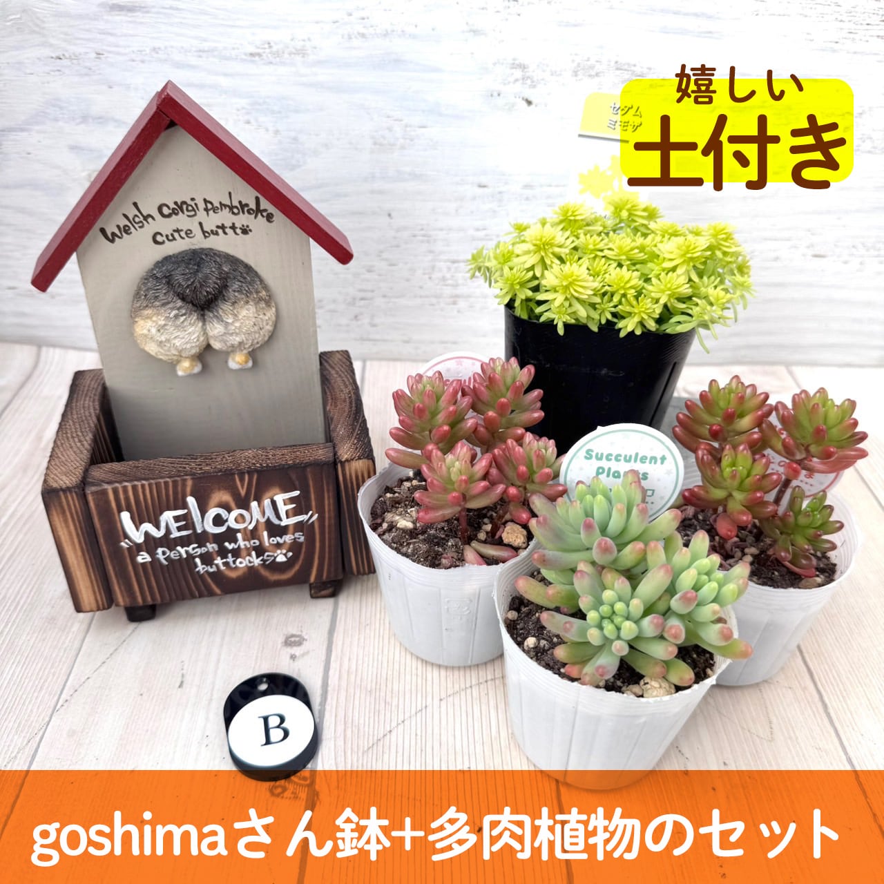 【作家goshimaさん】コーギー鉢&多肉セット"B" 多肉植物,かわいい,おしゃれ,寄せ植え