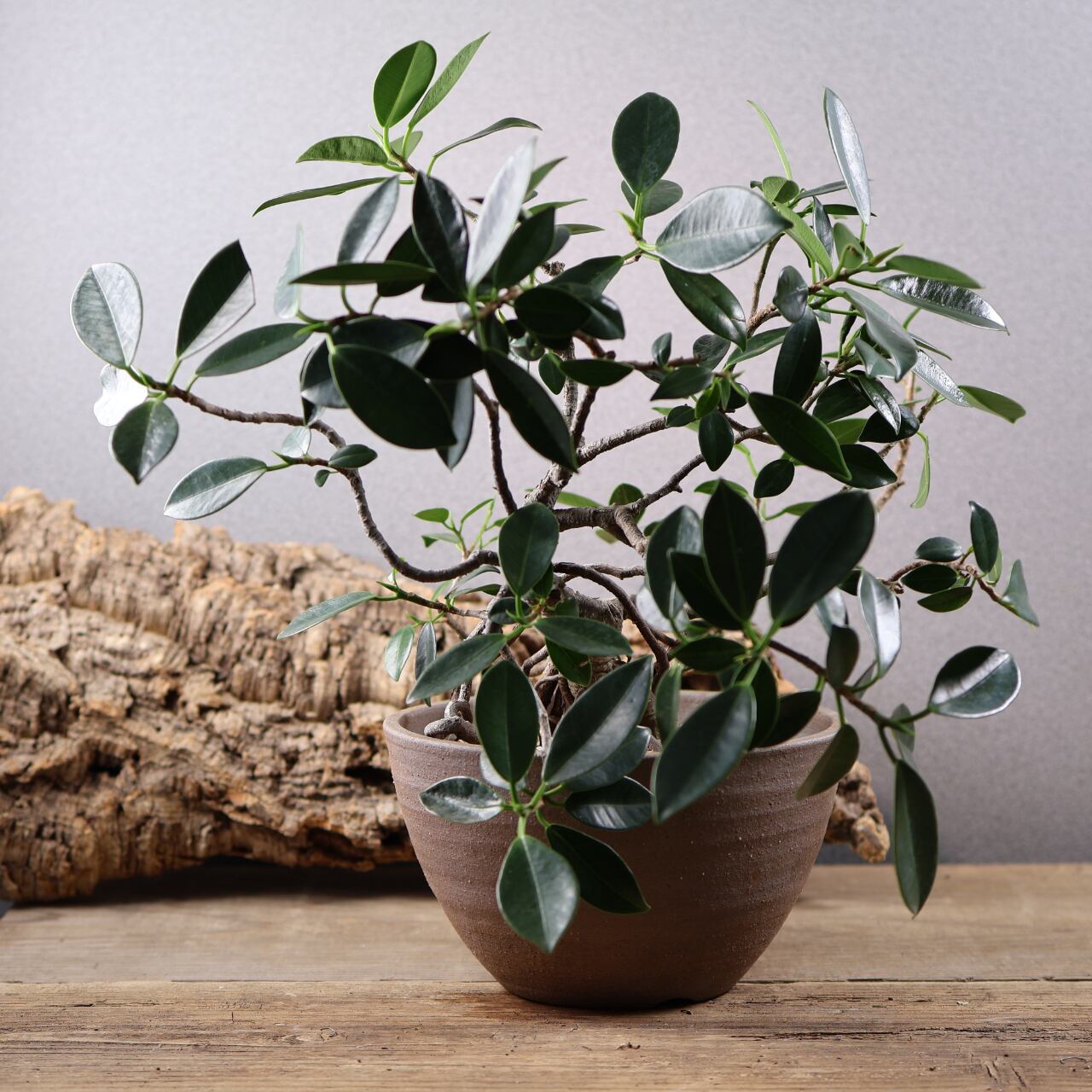 678『ガジュマル 盆栽仕立て』観葉植物【送料無料】 | MARX PLANTS
